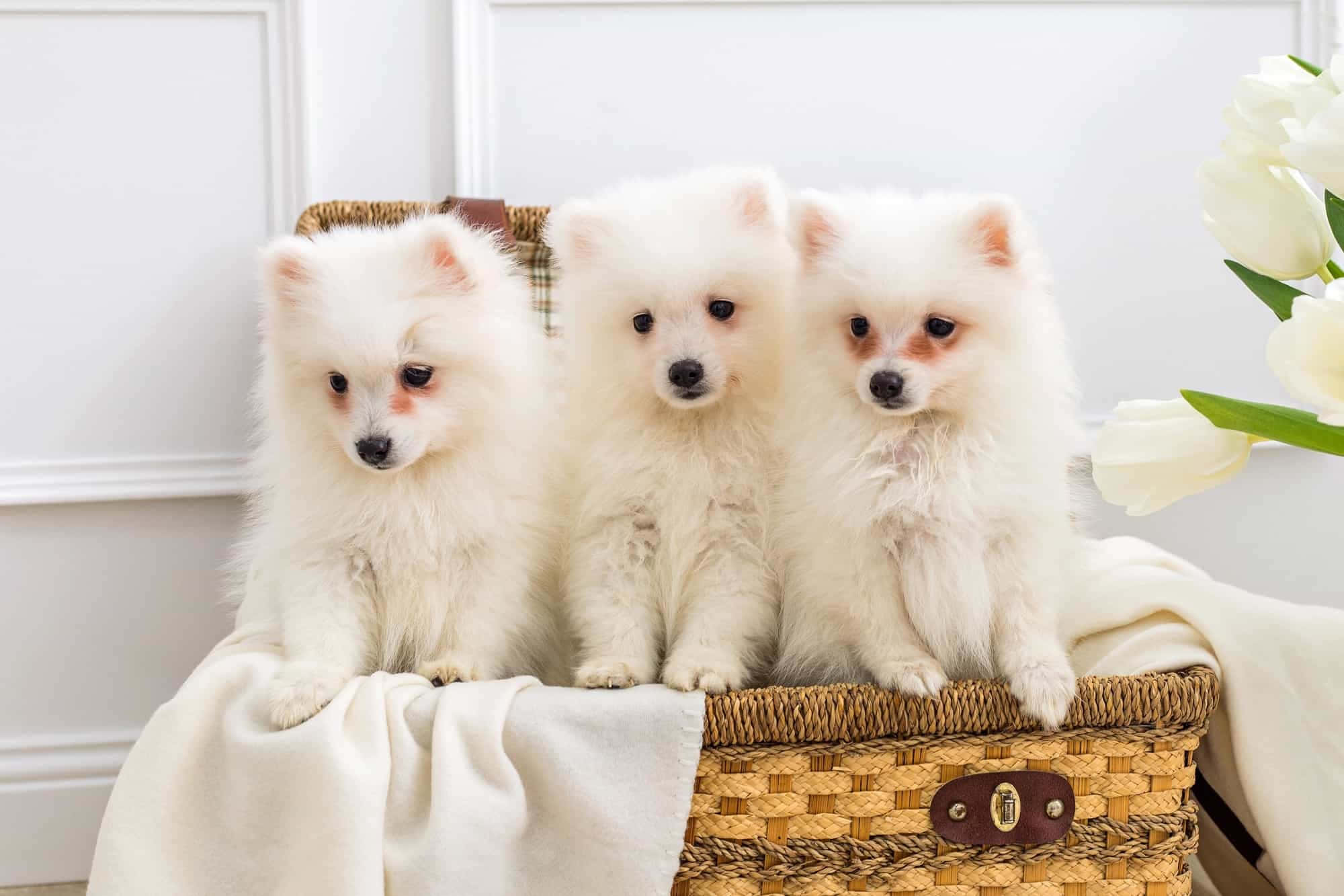 Dogs 桌布 壁紙 — 三隻毛茸茸的白色博美犬幼犬可愛地坐在一個編織籃子裡，旁邊有白色鬱金香，背景是潔白的牆壁。