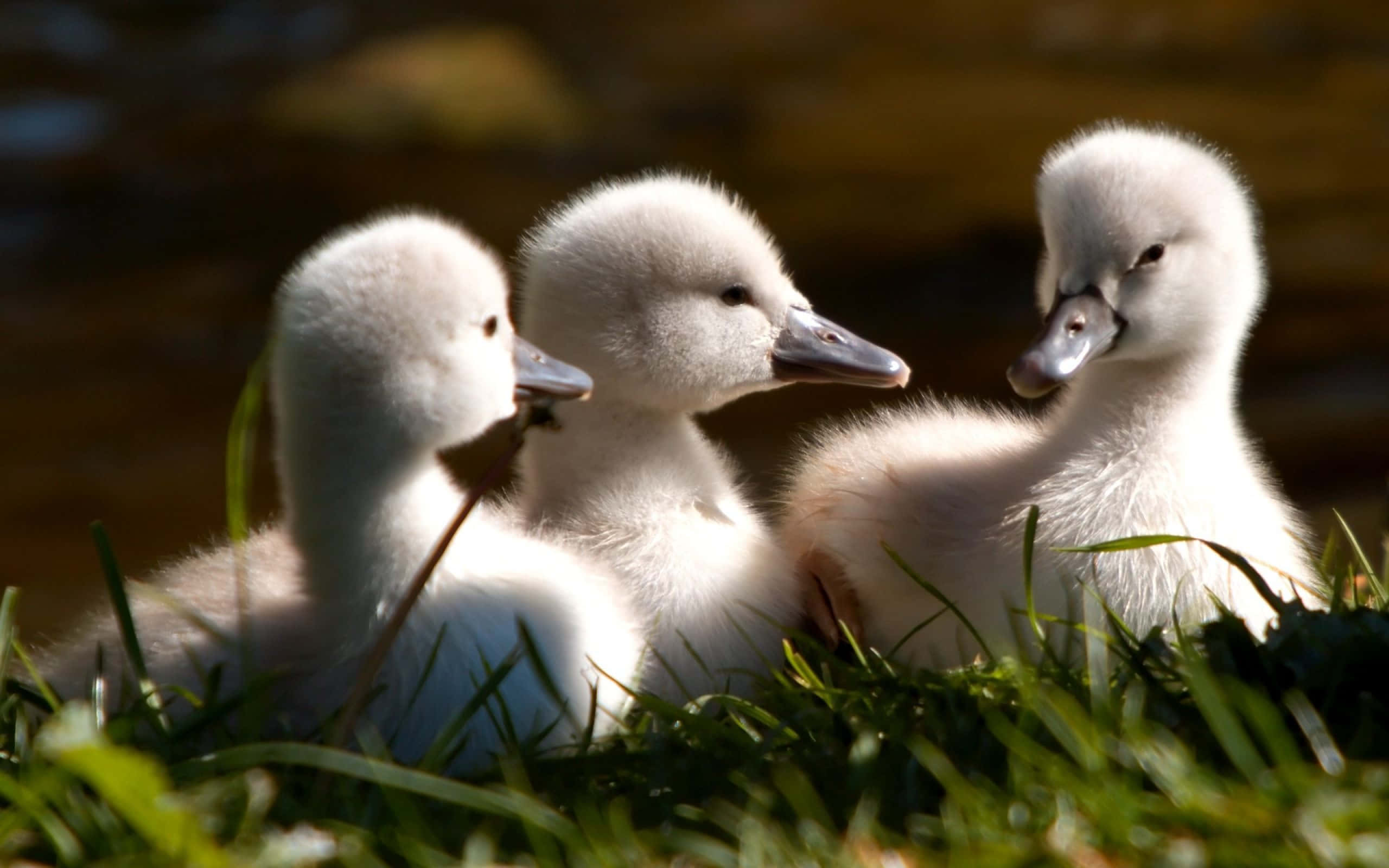 Cute Duck 桌布 壁紙 — 三隻毛茸茸的白色小天鵝在溫暖的陽光下一起在充滿活力的綠草中休息。