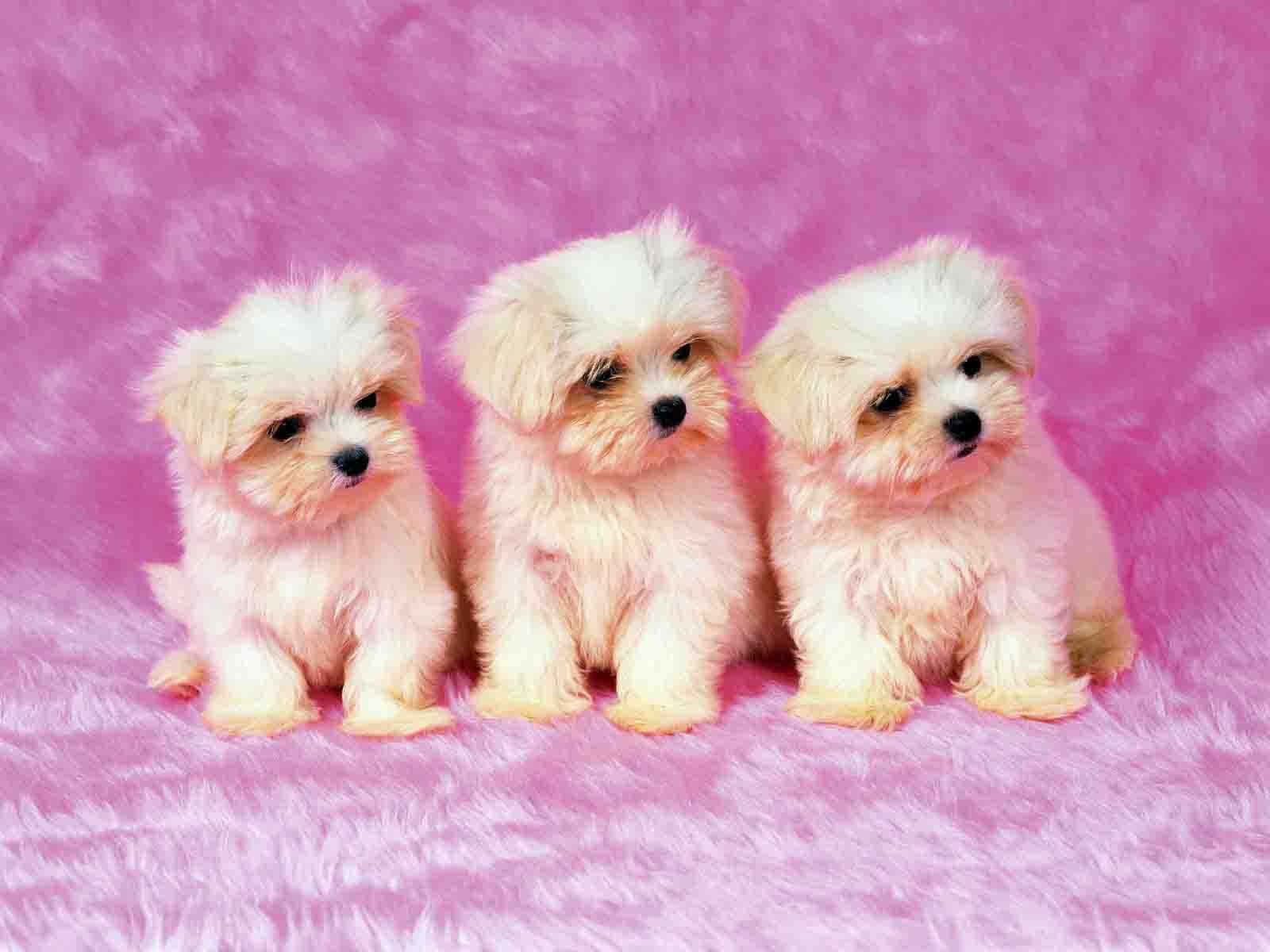 Puppies 桌布 壁紙 — 三隻毛茸茸的白色小狗並排坐在柔軟的粉紅色紋理表面上，用大大的黑色眼睛凝視著。