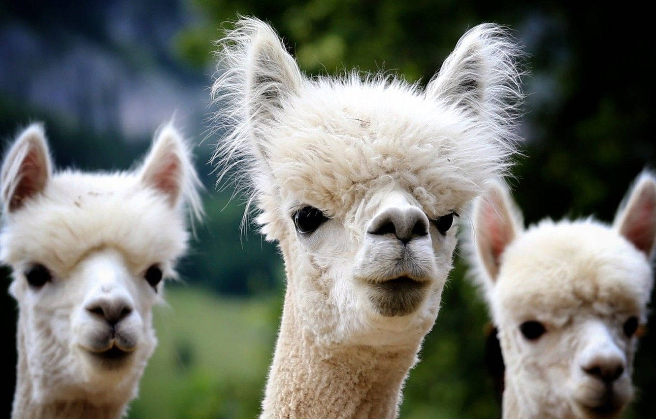 Alpaca 桌布 壁紙 — 三隻毛茸茸的白色羊駝帶著好奇的表情直視鏡頭，背景是模糊的綠色山脈。