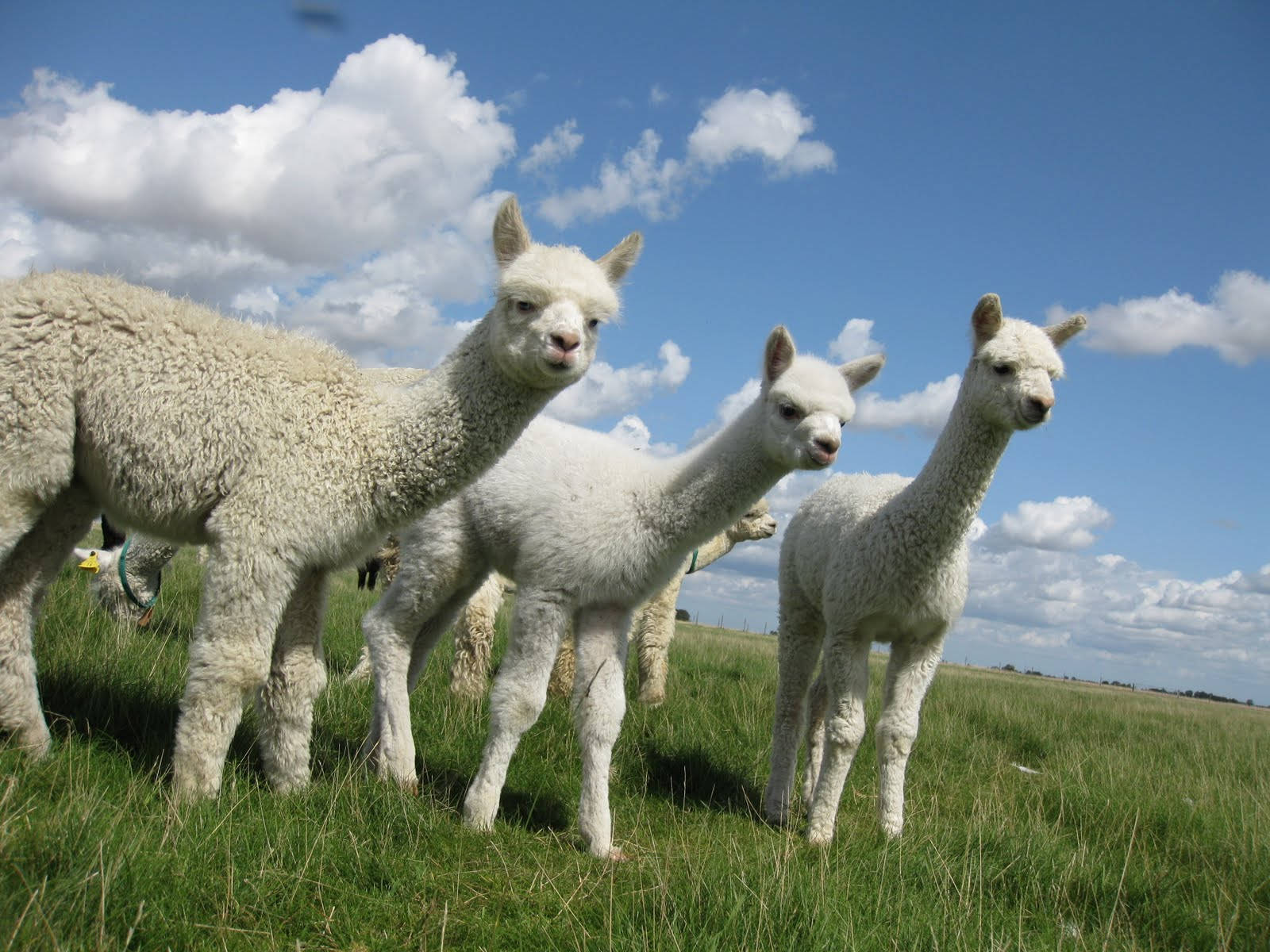 Alpaca 桌布 壁紙 — 三隻毛茸茸的白色羊駝站在一片生機盎然的綠色田野上，頭頂是湛藍的天空，點綴著幾朵白雲。