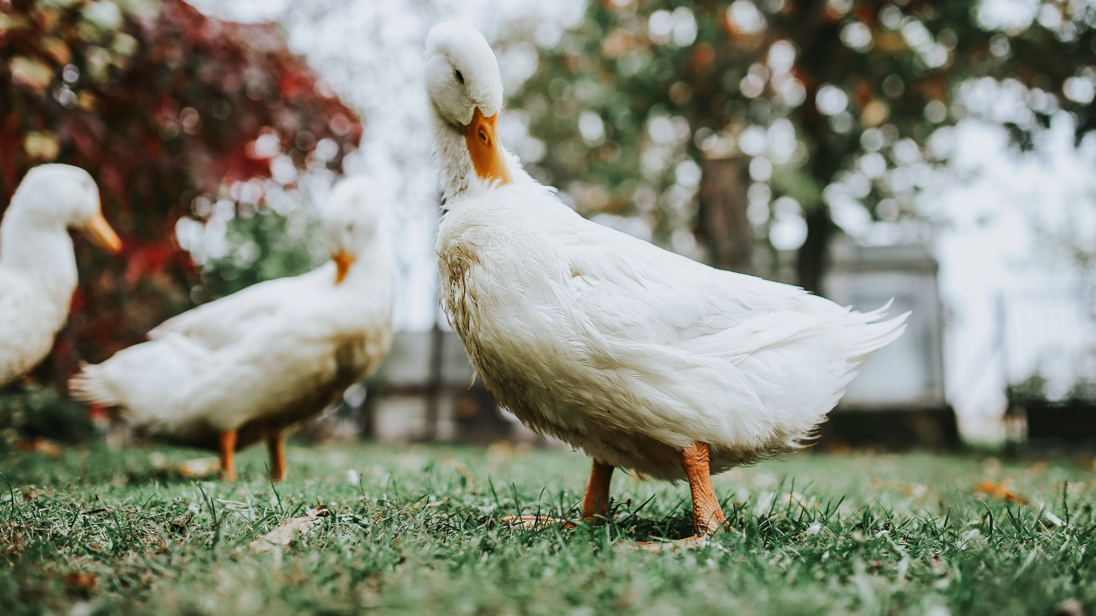 White Duck 桌布 壁紙 — 三隻毛茸茸的白鴨在鮮綠的草地上漫步，背景中秋天的樹木柔和地模糊了。
