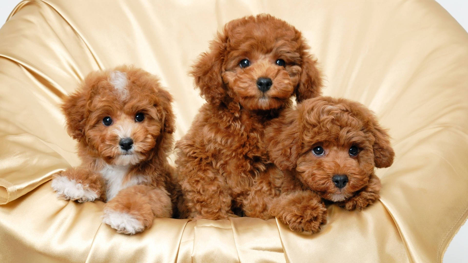 Puppies 桌布 壁紙 — 三隻毛茸茸的紅棕色小狗，深色眼睛，可愛地坐在金色緞面靠墊上。
