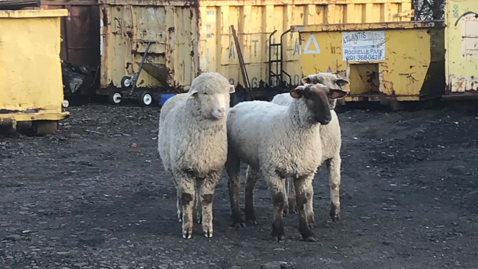 Sheep 桌布 壁紙 — 三隻毛茸茸的羊站在工業區內風化的黃色垃圾箱前的黑色泥土上。