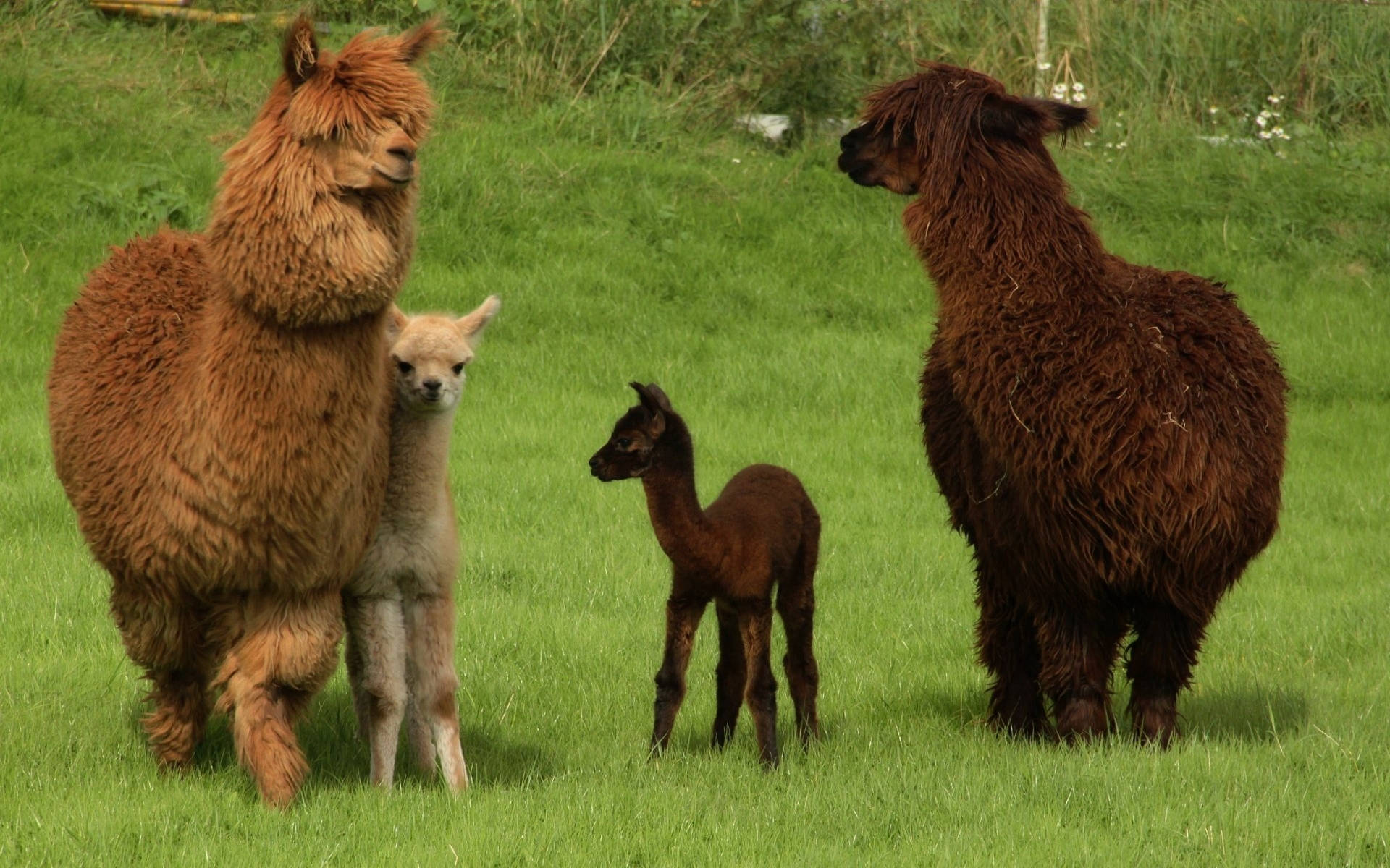 Alpaca 桌布 壁紙 — 三隻毛茸茸的羊駝，毛色有棕色和奶油色，站在陽光普照的翠綠牧場上。