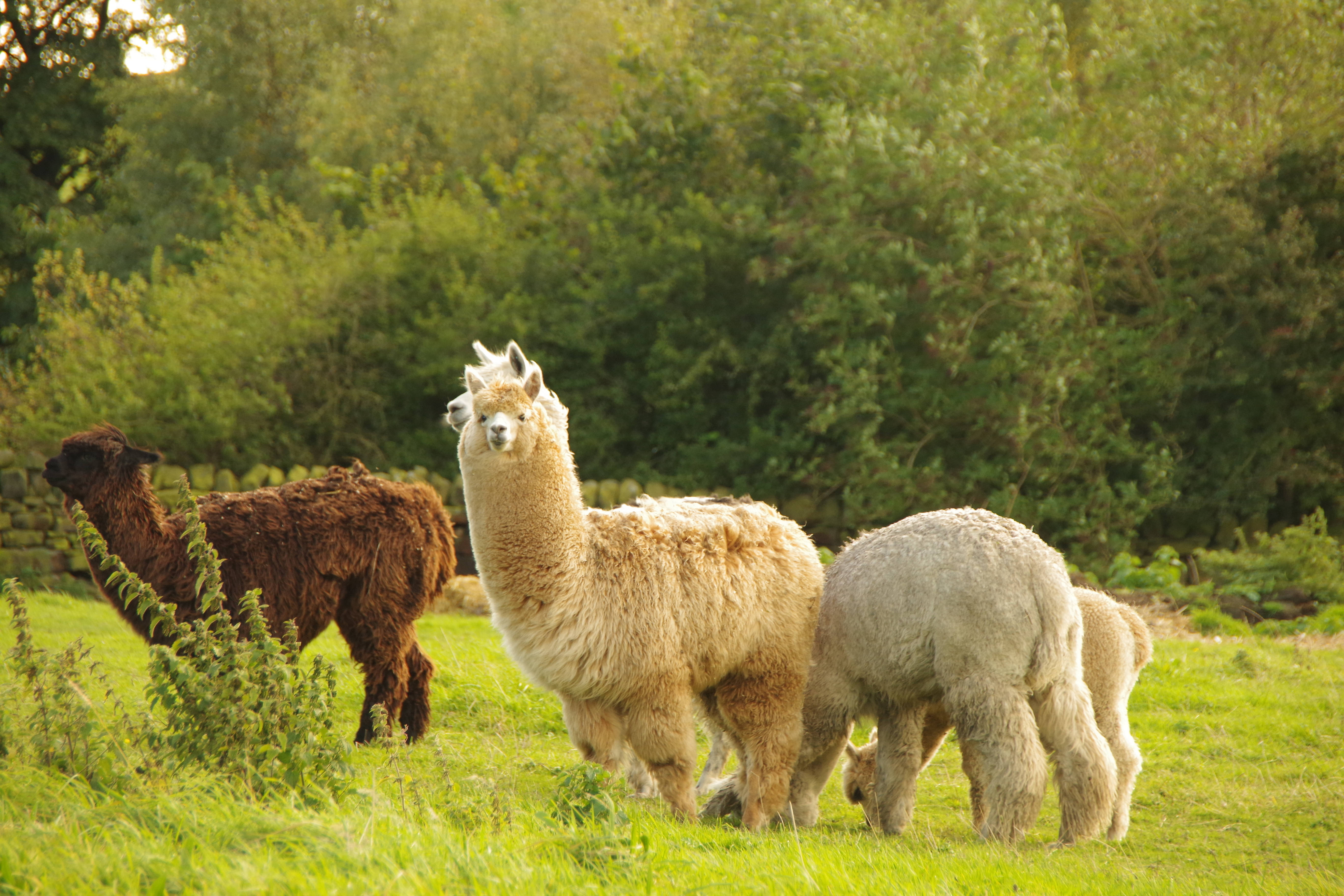 Alpaca 桌布 壁紙 — 三隻毛茸茸的羊駝在陽光明媚的綠色牧場上平靜地吃草，牧場周圍有茂密的樹木和石牆。