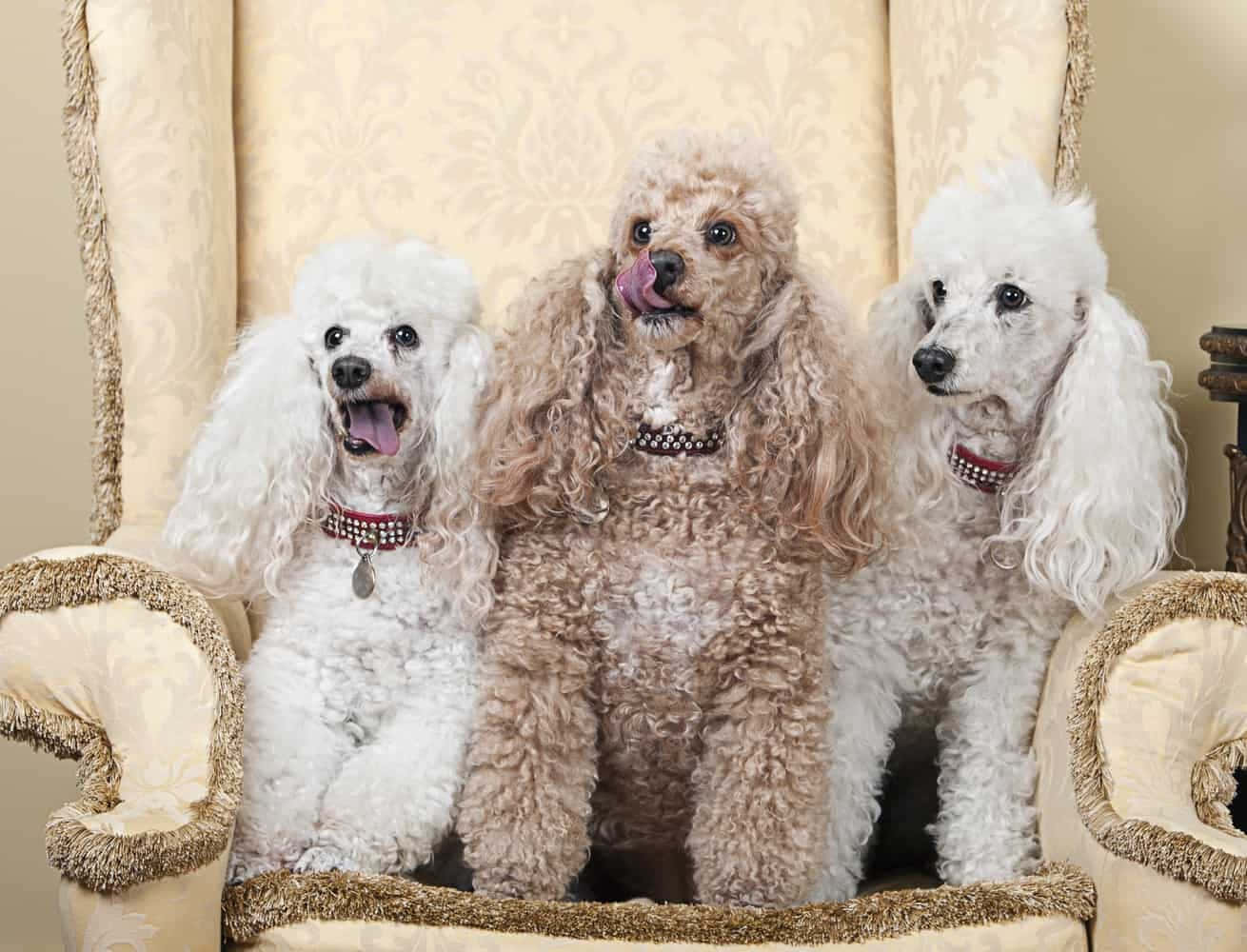 Poodle 桌布 壁紙 — 三隻毛茸茸的貴賓犬戴著珠寶項圈，威風凜凜地坐在一張復古奶油色扶手椅上，伸出舌頭，眼睛明亮。