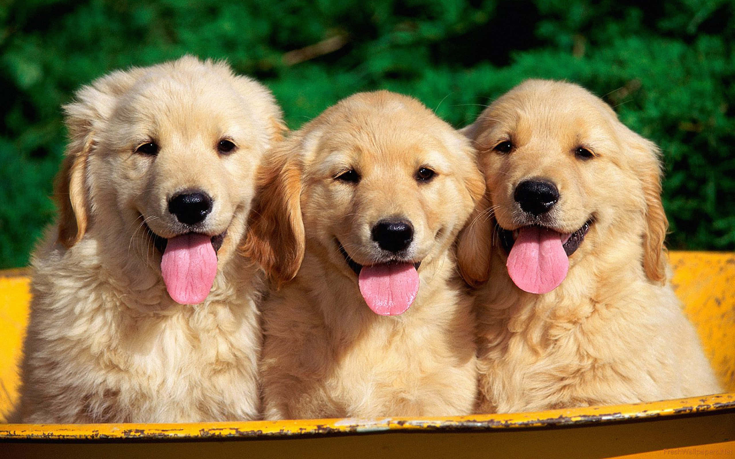 golden retriever puppy 桌布 壁紙 — 三隻毛茸茸的金毛尋回犬幼犬伸出粉紅色舌頭，一起坐在黃色船上，背景是茂密的綠色。