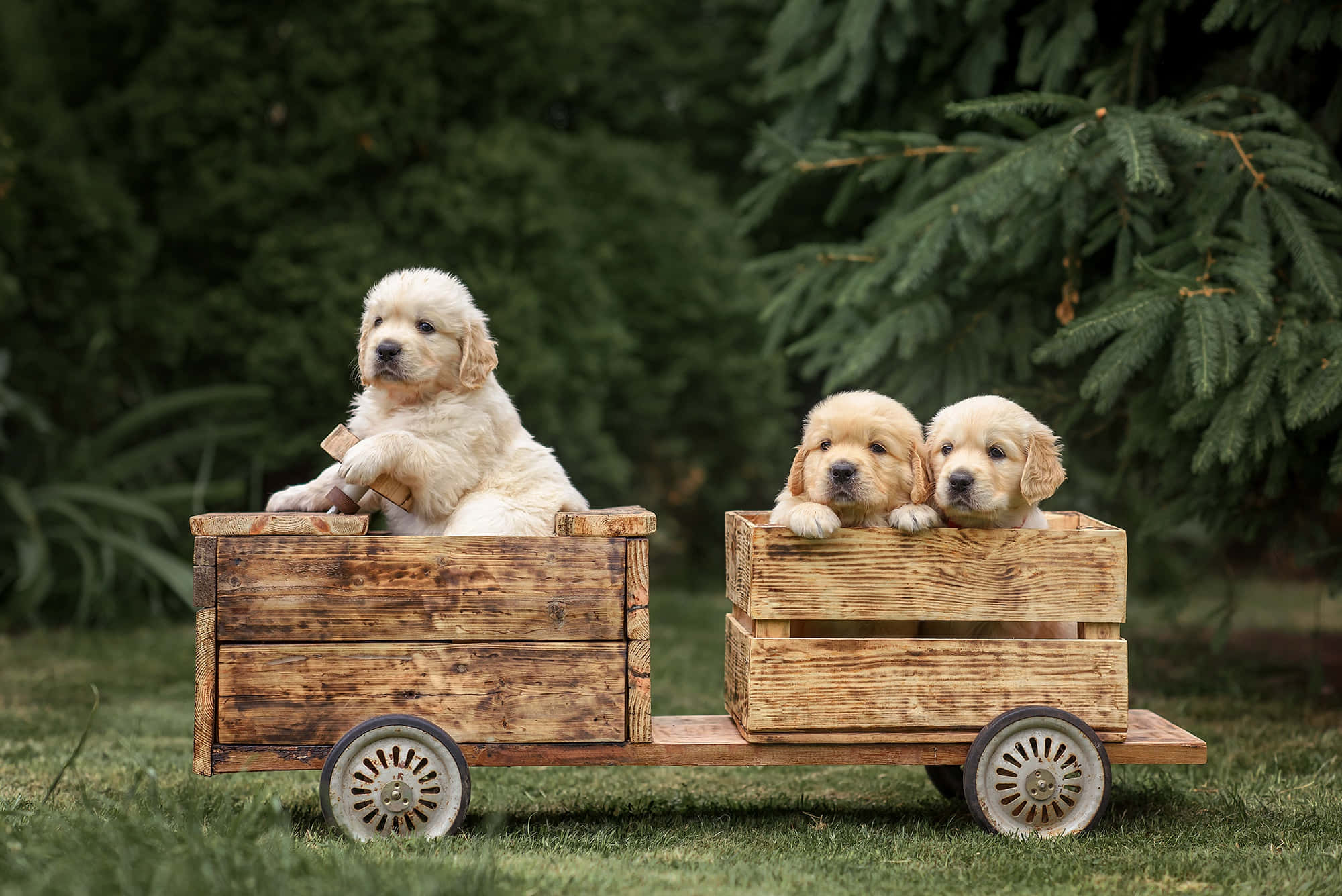 golden retriever puppy 桌布 壁紙 — 三隻毛茸茸的金毛尋回犬幼犬從木製推車上好奇地探頭，身後是草地和常青樹。