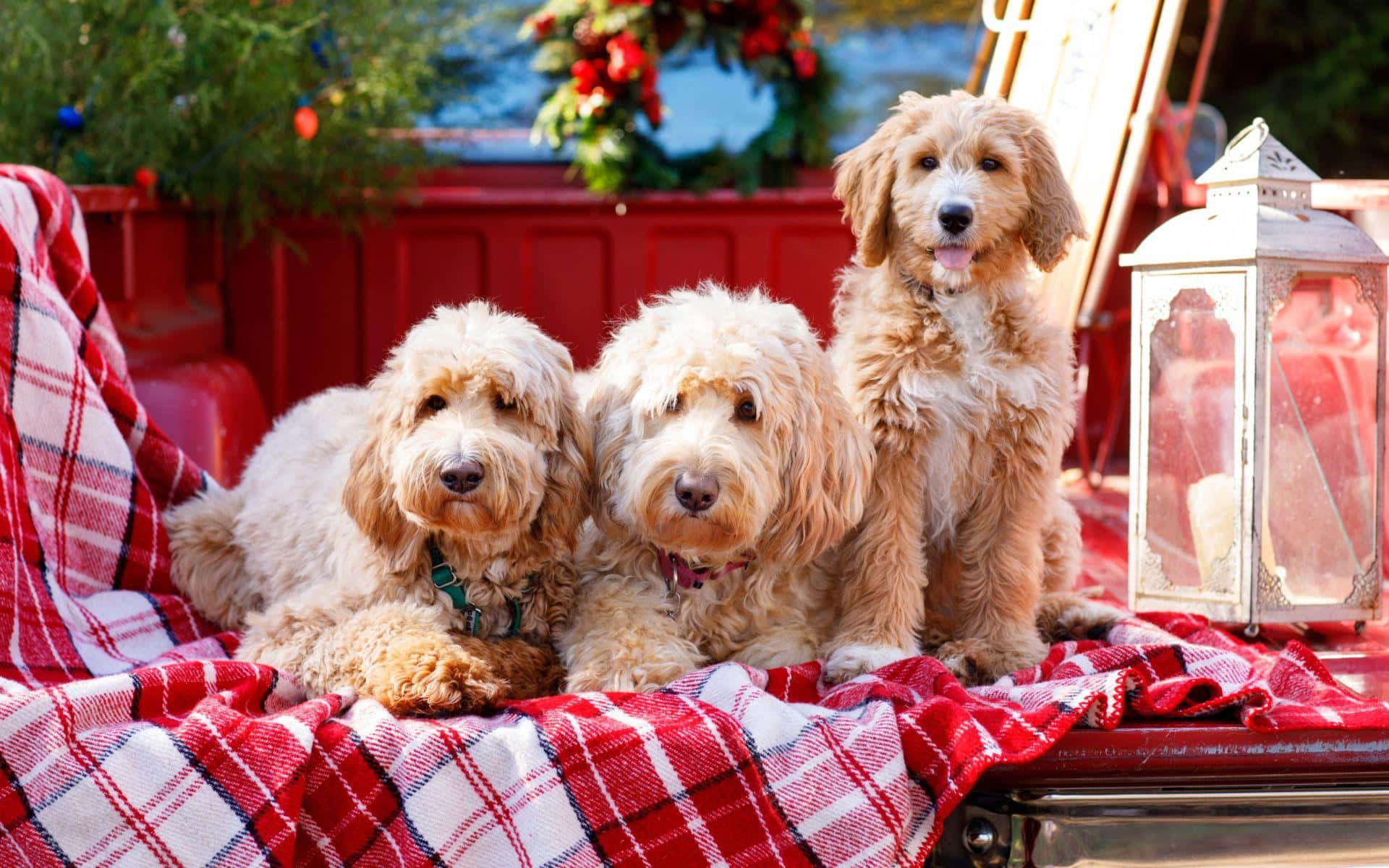 Goldendoodle 桌布 壁紙 — 三隻毛茸茸的金毛貴賓犬幼犬坐在裝飾著節日花環和燈籠的貨車車廂內的紅色格紋毯上。