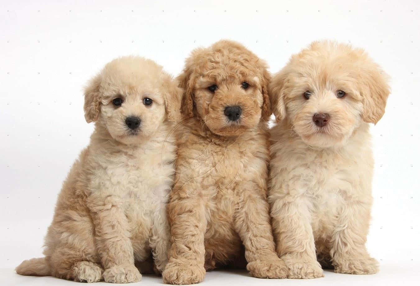 Goldendoodle 桌布 壁紙 — 三隻毛茸茸的金色小狗並排坐在潔白的背景前，表情柔和而好奇。