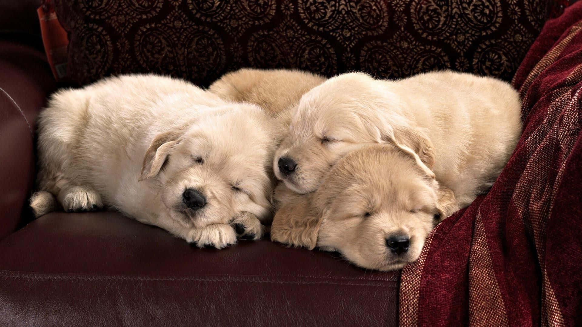 golden retriever puppy 桌布 壁紙 — 三隻毛茸茸的金色小狗在濃郁的勃艮第色皮革沙發上蜷縮在一起，安詳地睡著。