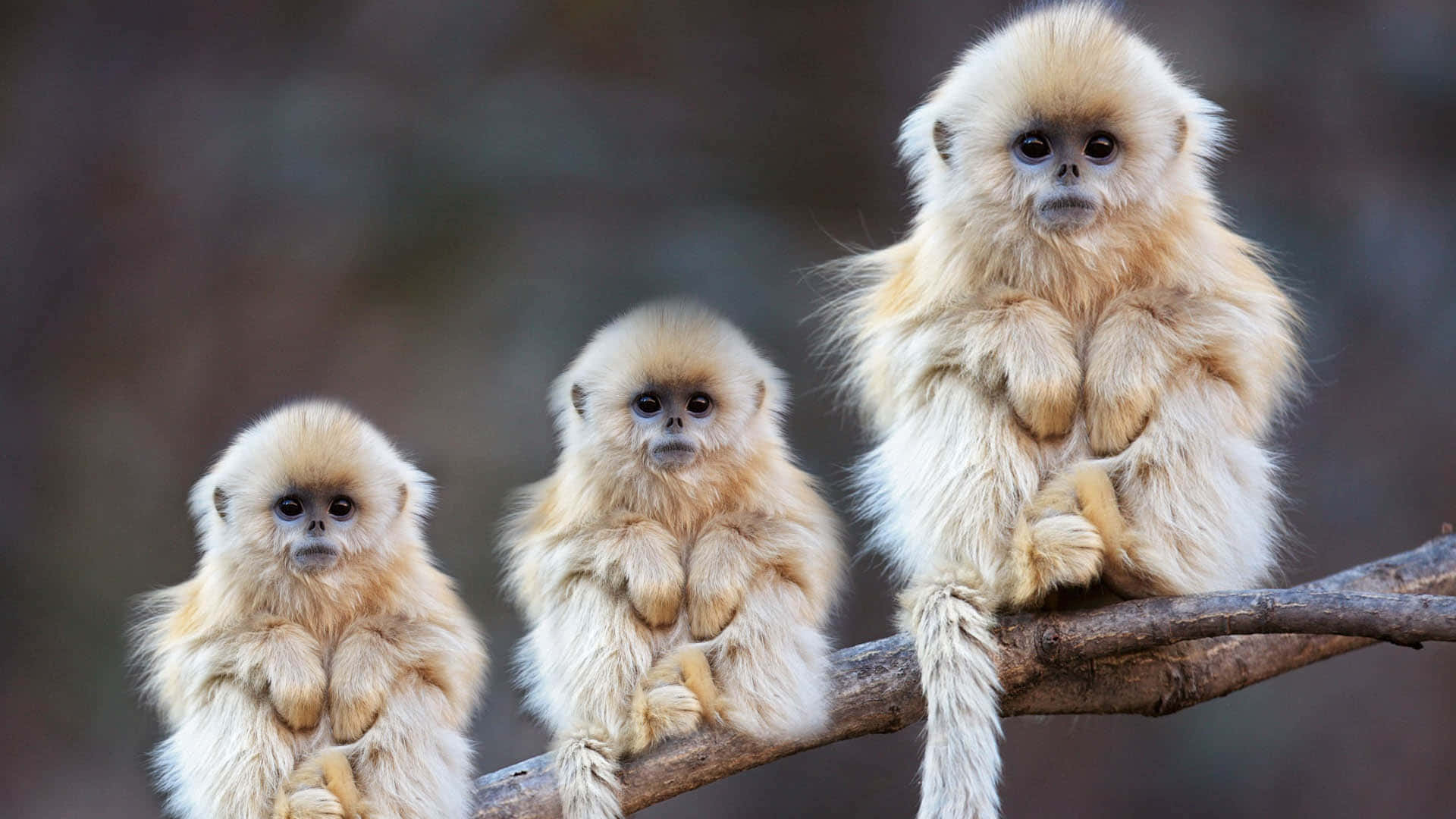 1080p Gibbon 桌布 壁紙 — 三隻毛茸茸的金色猴子排排坐在樹枝上，睜著又大又黑的眼睛盯著鏡頭。