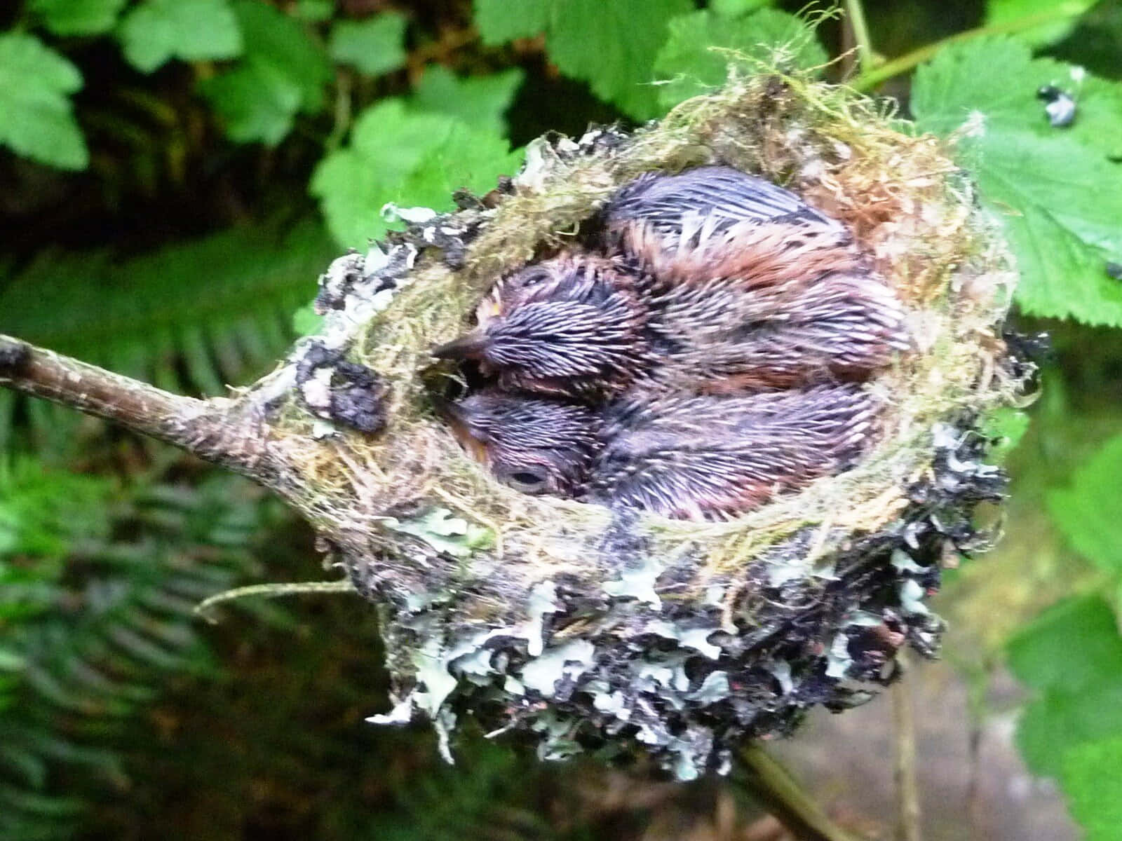 Hummingbird Nest 桌布 壁紙 — 三隻毛茸茸的雛鳥依偎在一個掛在綠葉環繞的樹枝上的苔蘚杯形巢穴中。