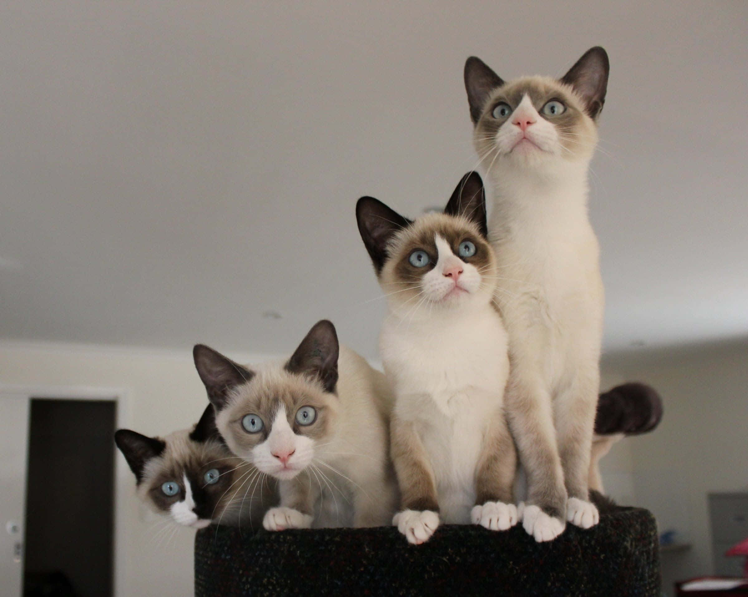 Snowshoe Cat 桌布 壁紙 — 三隻毛茸茸的雪鞋貓，有著引人注目的藍色眼睛，好奇地棲息在一個明亮的室內環境中的深色貓樹上。