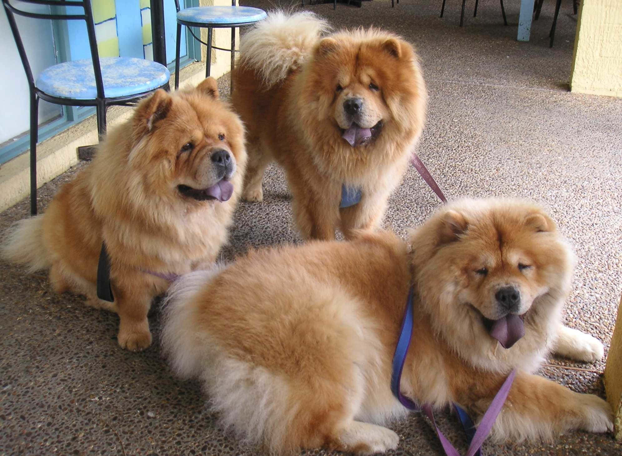 Chow Chow 桌布 壁紙 — 三隻毛茸茸的鬆獅犬，擁有金色毛髮，在藍色椅子附近的斑點地板上休息和站立。