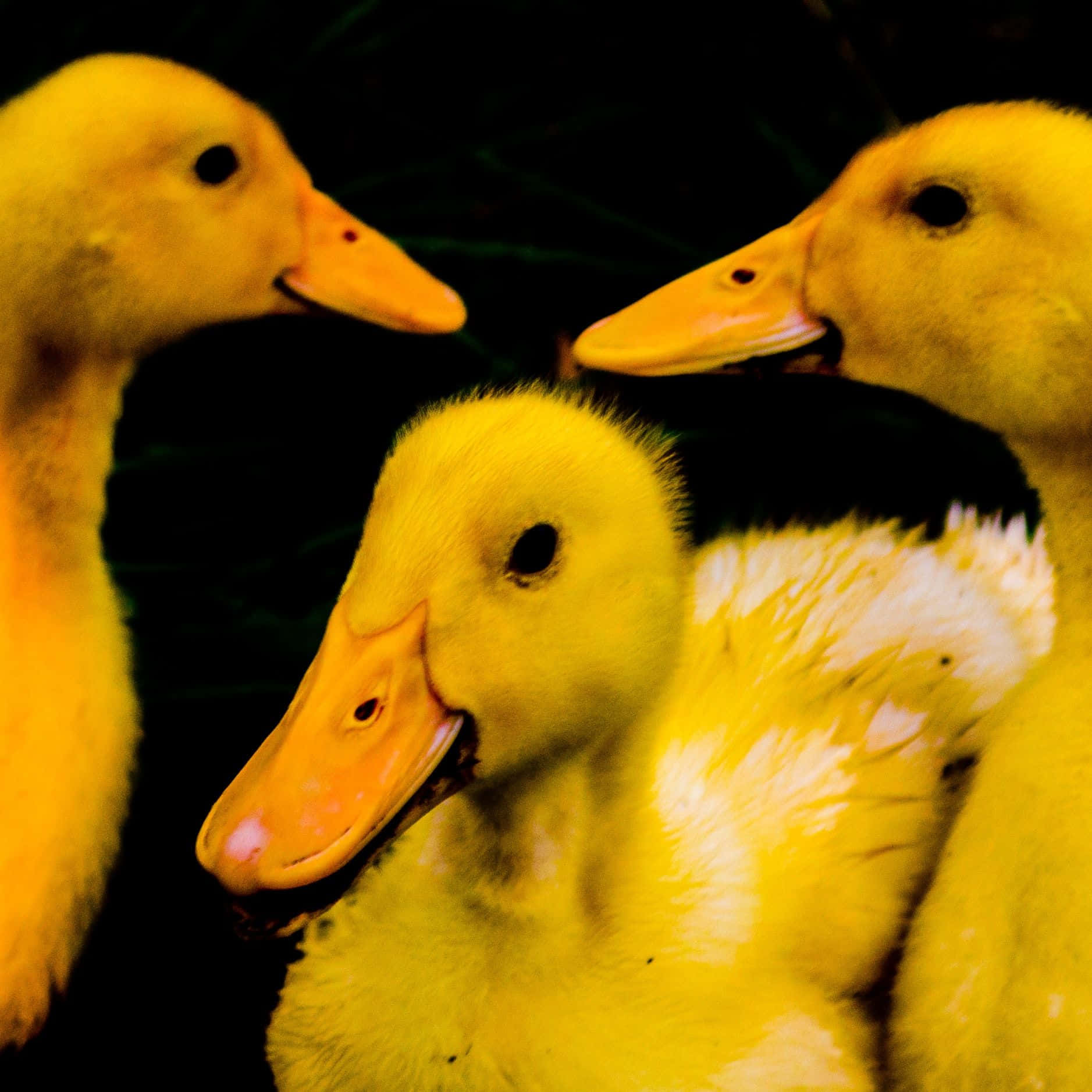 Cute Duck 桌布 壁紙 — 三隻毛茸茸的黃色小鴨，長著橙色的喙，在深綠色背景前好奇地凝視著。