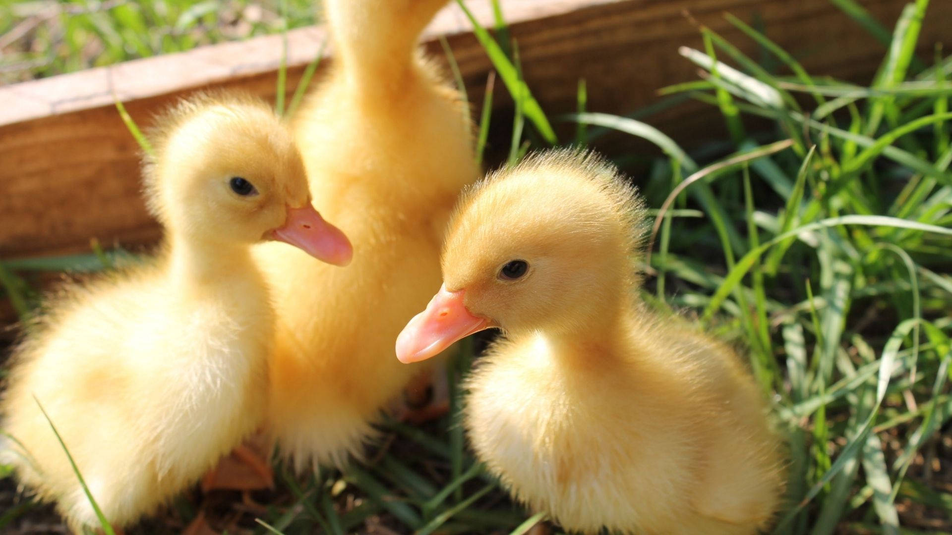 Baby Duck 桌布 壁紙 — 三隻毛茸茸的黃色小鴨，長著粉紅色的喙，在溫暖的陽光下緊密地站在明亮的綠草中。