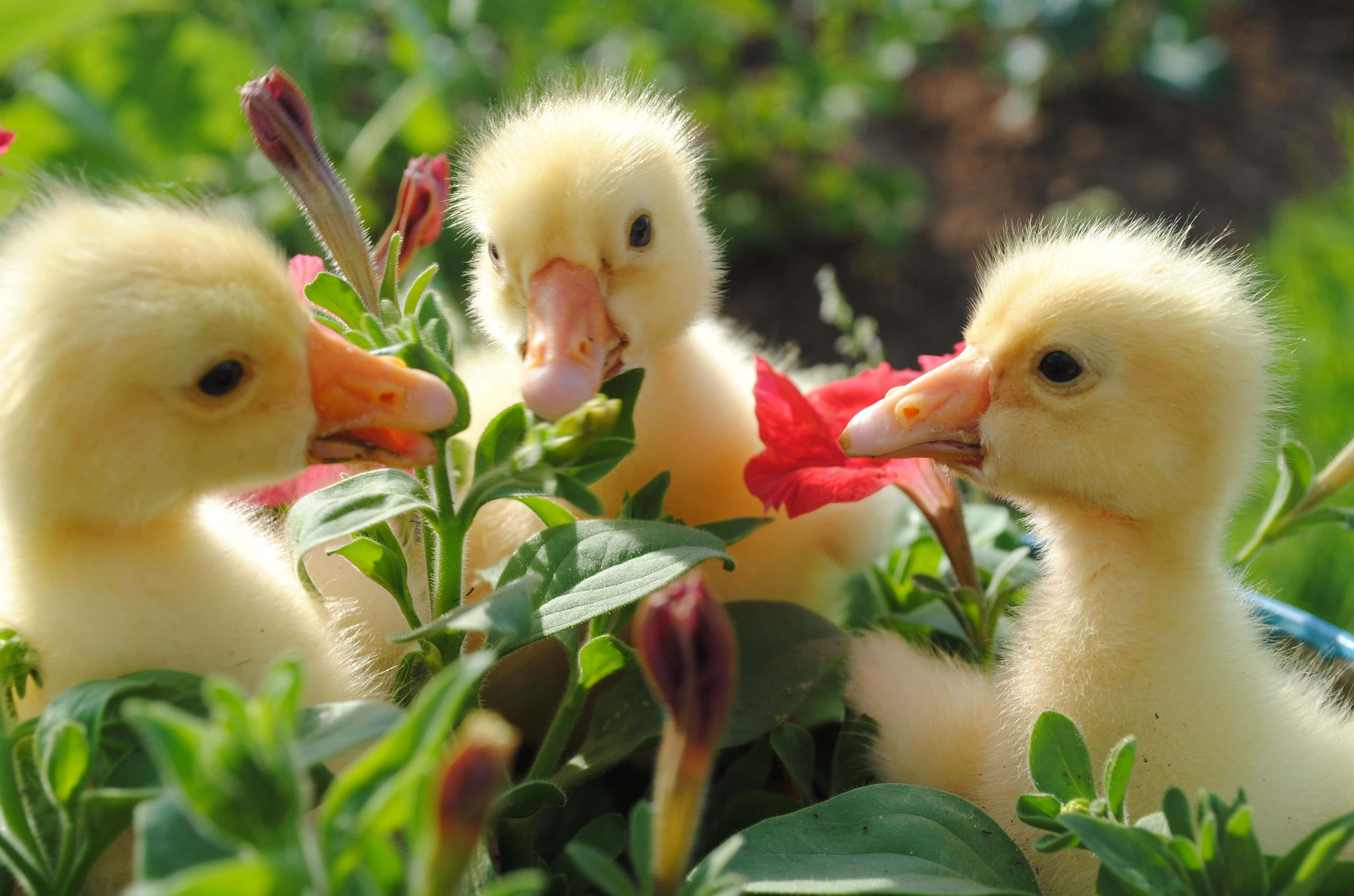 Cute Duck 桌布 壁紙 — 三隻毛茸茸的黃色小鴨在明亮的陽光下，從鮮綠的葉子和紅花之間好奇地探出頭來。