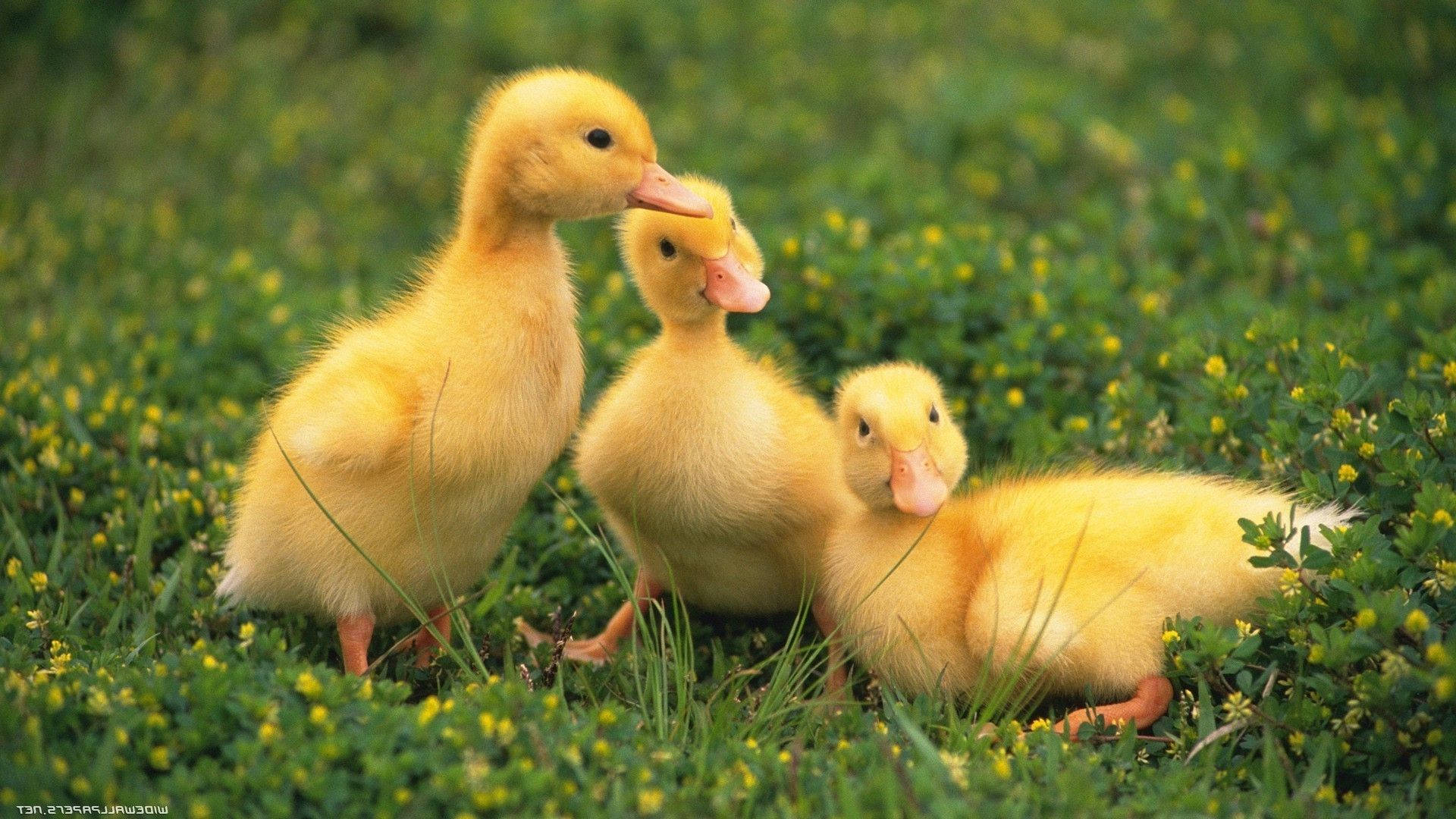 Baby Duck 桌布 壁紙 — 三隻毛茸茸的黃色小鴨在陽光明媚的綠草和小黃花田野中互動。