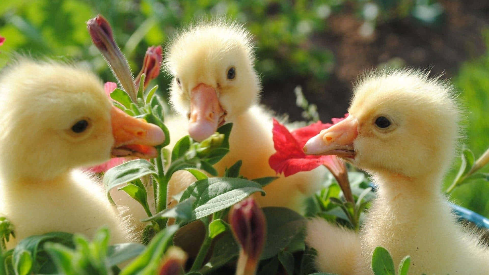 Baby Duck 桌布 壁紙 — 三隻毛茸茸的黃色小鴨在陽光明媚的花園裡啄食鮮紅色的花朵和綠色的葉子。