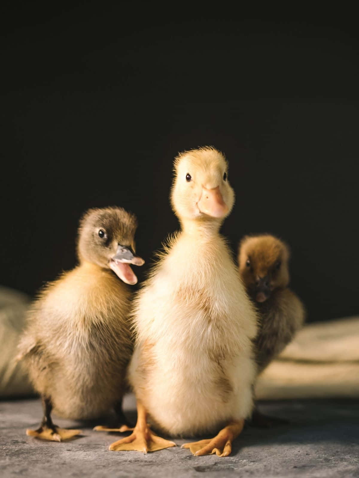 Baby Duck 桌布 壁紙 — 三隻毛茸茸的黃色小鴨站在灰色表面上，背景是黑色，其中一隻正在打哈欠。