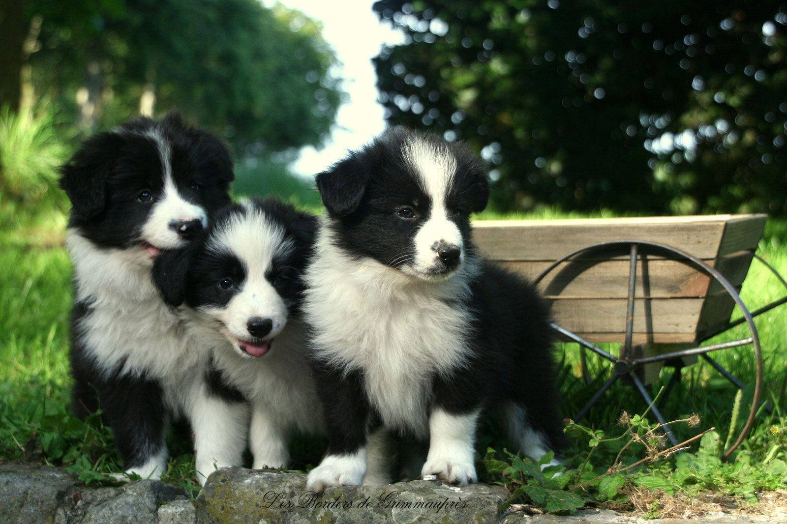 Grass 桌布 壁紙 — 三隻毛茸茸的黑白邊境牧羊犬幼犬一起坐在陽光普照的草地上的一塊石頭上，身後有一輛木製手推車。