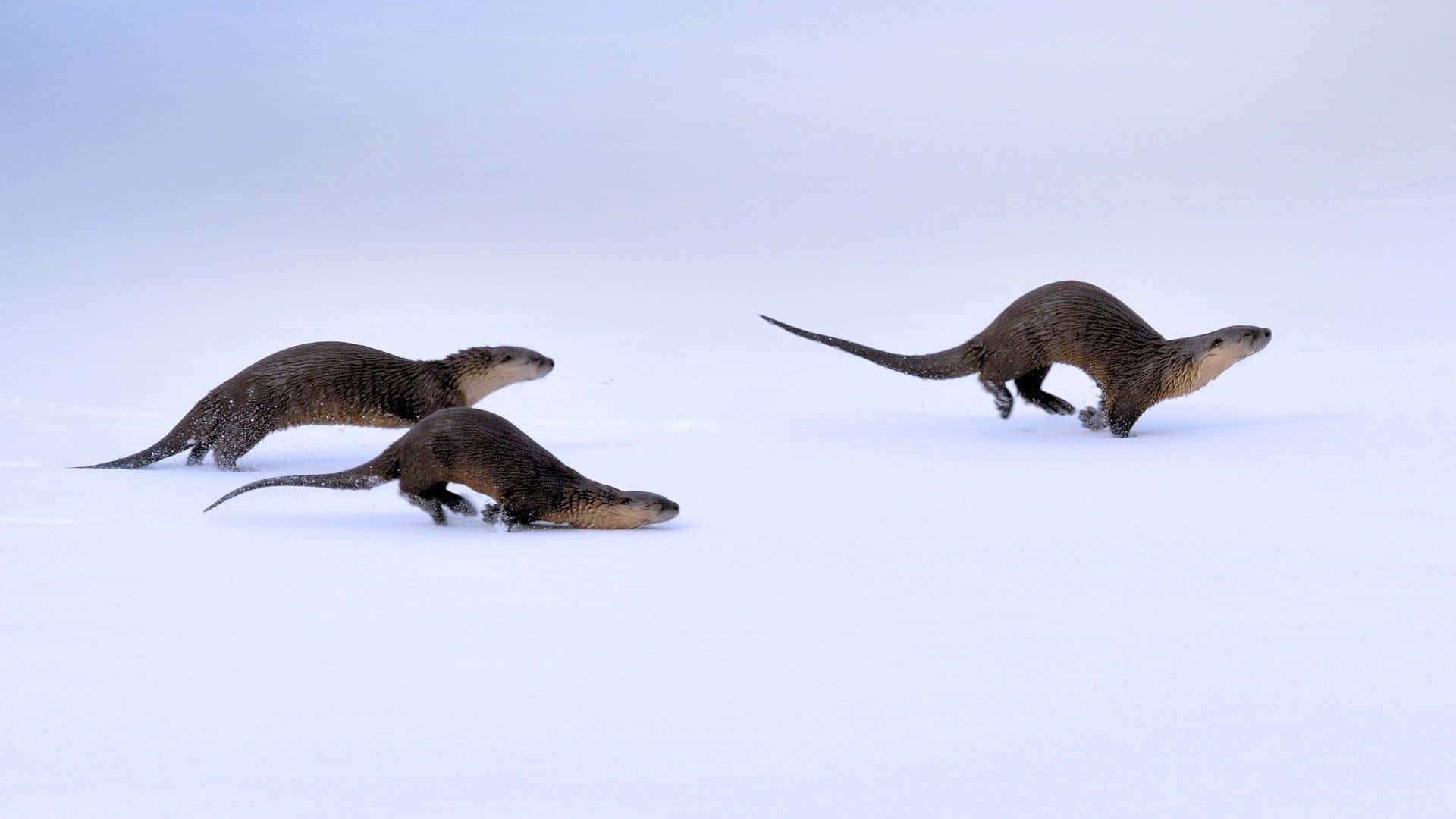Otter 桌布 壁紙 — 三隻水獺在蒼白的天空下優雅地滑過廣闊的雪原。
