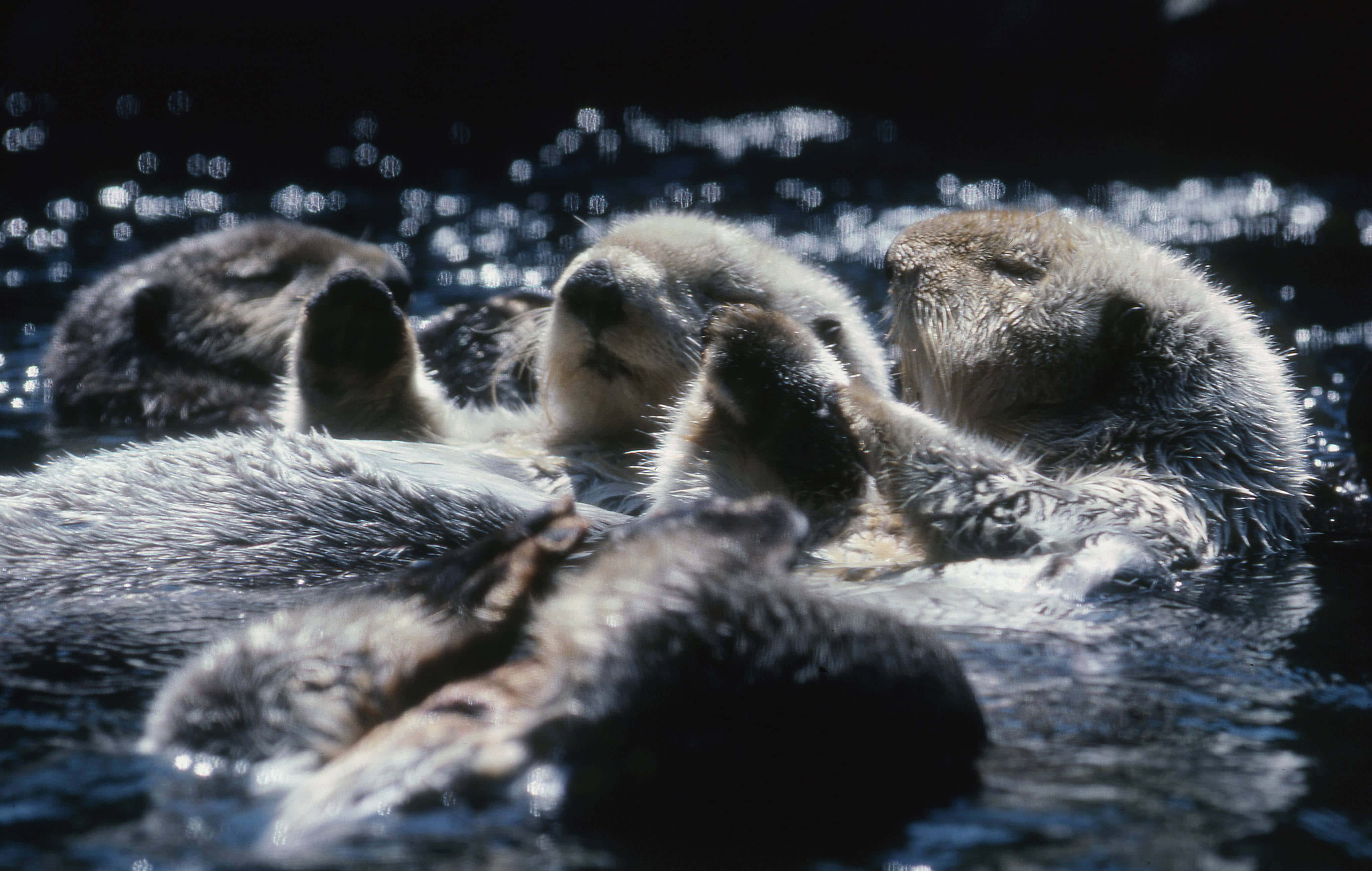 Otter 桌布 壁紙 — 三隻海獺一起仰面漂浮在陽光照射的水面上，周圍有閃爍的漣漪。