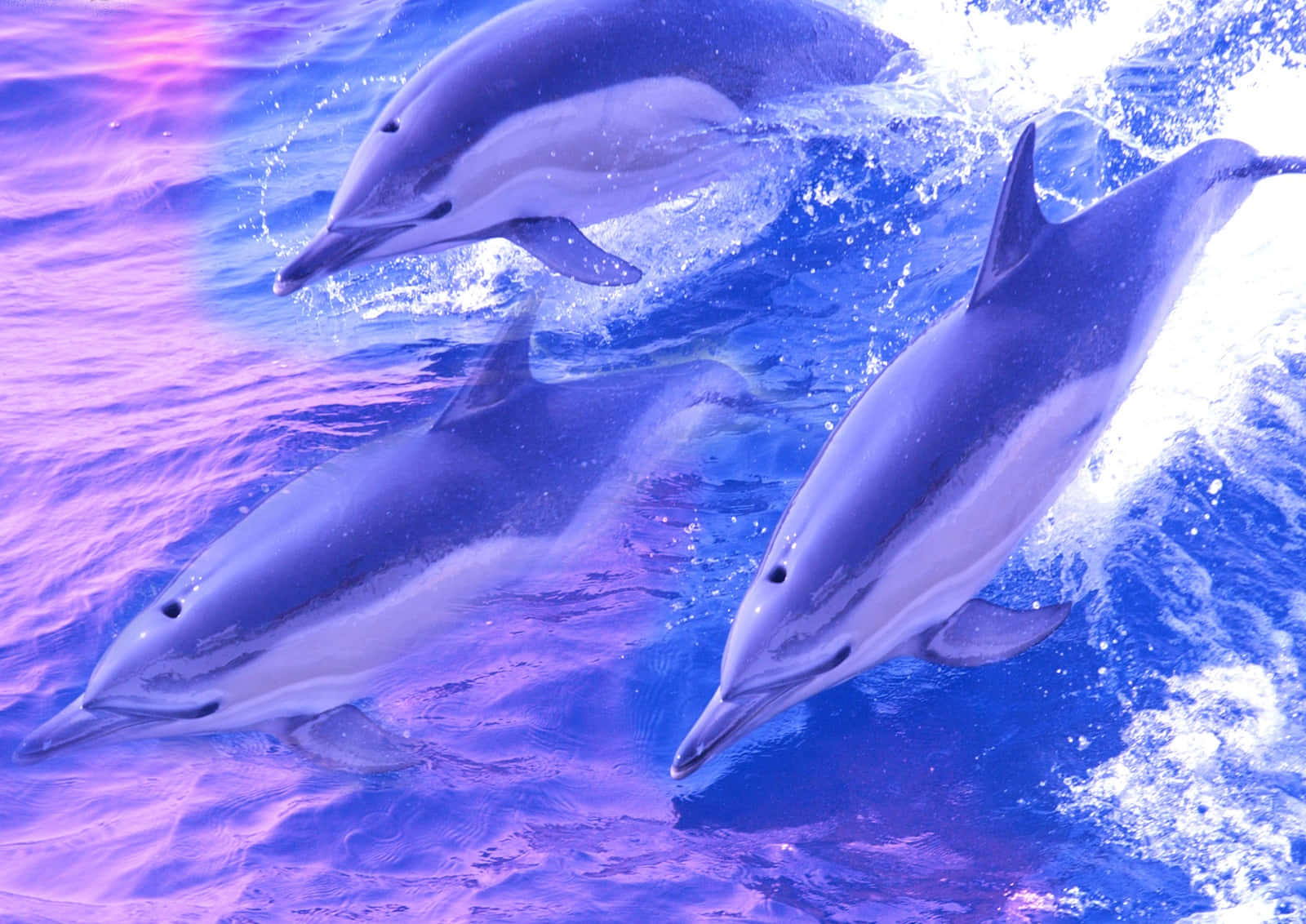 dolphins 桌布 壁紙 — 三隻海豚在充滿活力的紫色和藍色水中動態跳躍，激起閃閃發光的水花。