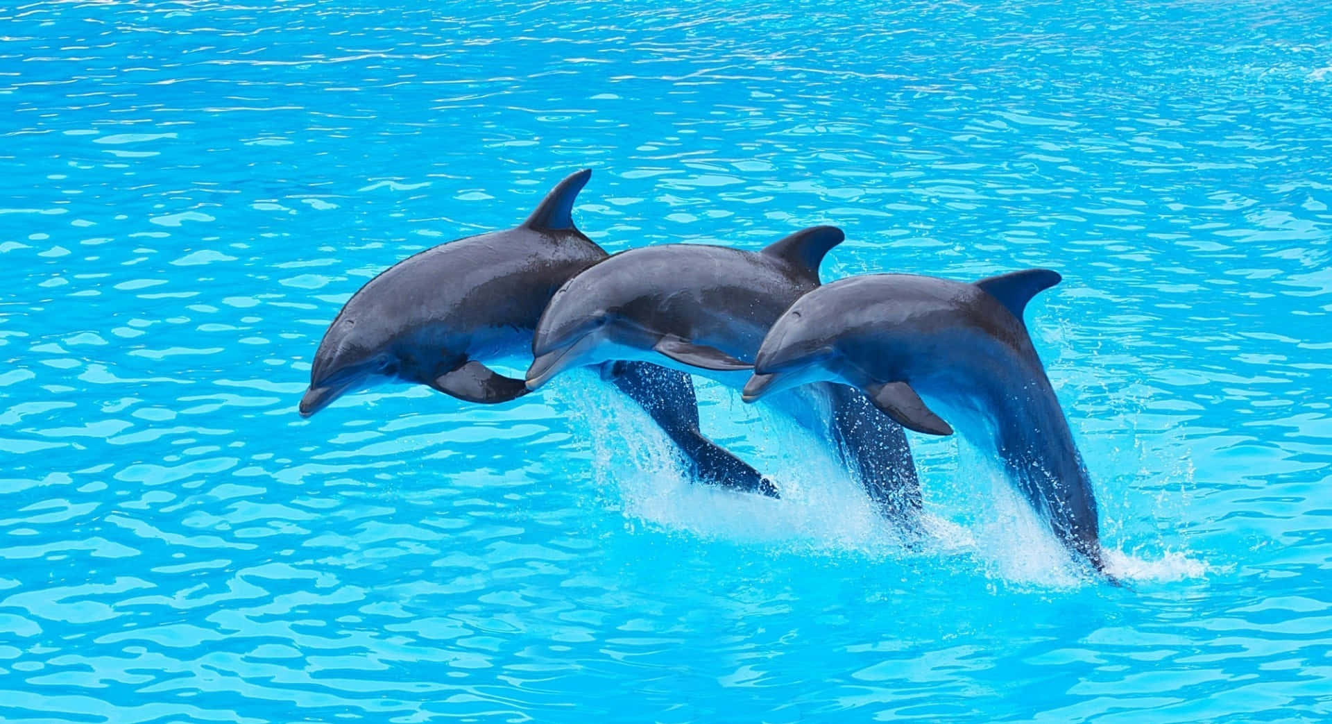 dolphins 桌布 壁紙 — 三隻海豚在充滿活力的藍色海水中優雅躍起，在燦爛陽光下濺起閃閃發光的水花。