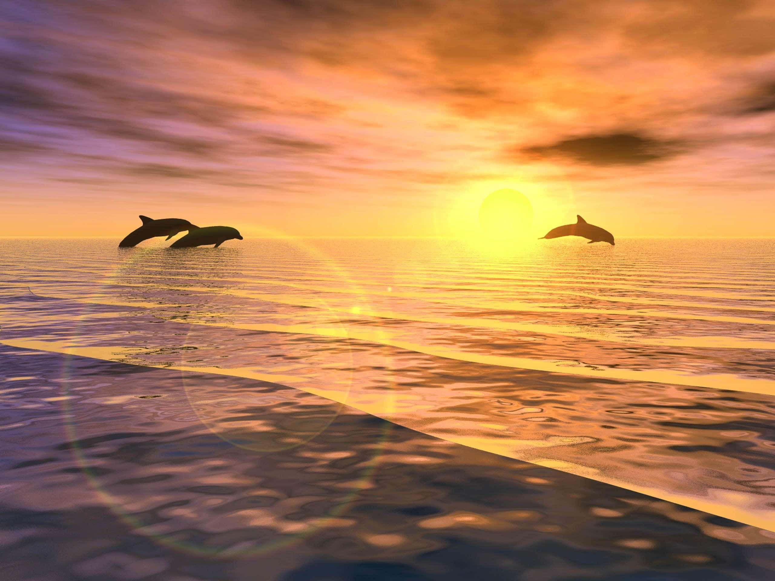 Cool Dolphin 桌布 壁紙 — 三隻海豚在日落時分優雅地躍過平靜的海面，燦爛的金色太陽在天空和水面上投下溫暖的色調。