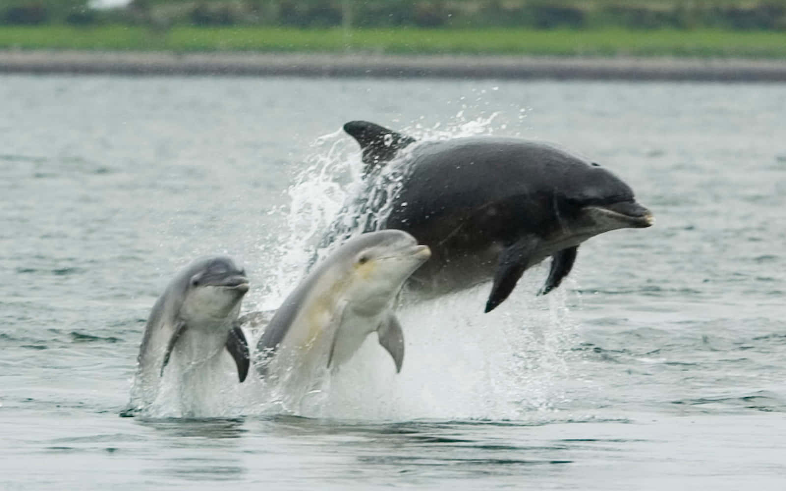 dolphins 桌布 壁紙 — 三隻海豚從灰色海洋中動態躍起，在遠方綠色海岸線的映襯下濺起閃閃發光的水花。