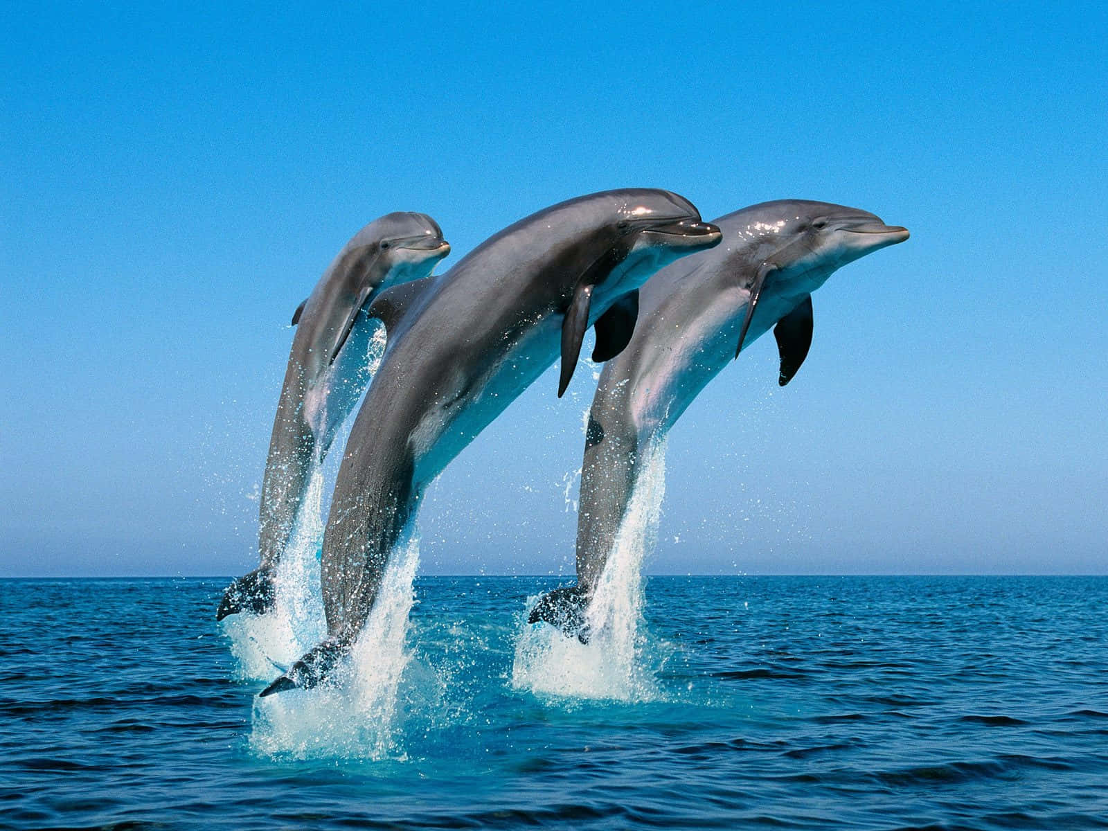 dolphins 桌布 壁紙 — 三隻海豚從碧綠的海水中優雅躍起，在清澈的藍天下濺起閃閃發光的水花。