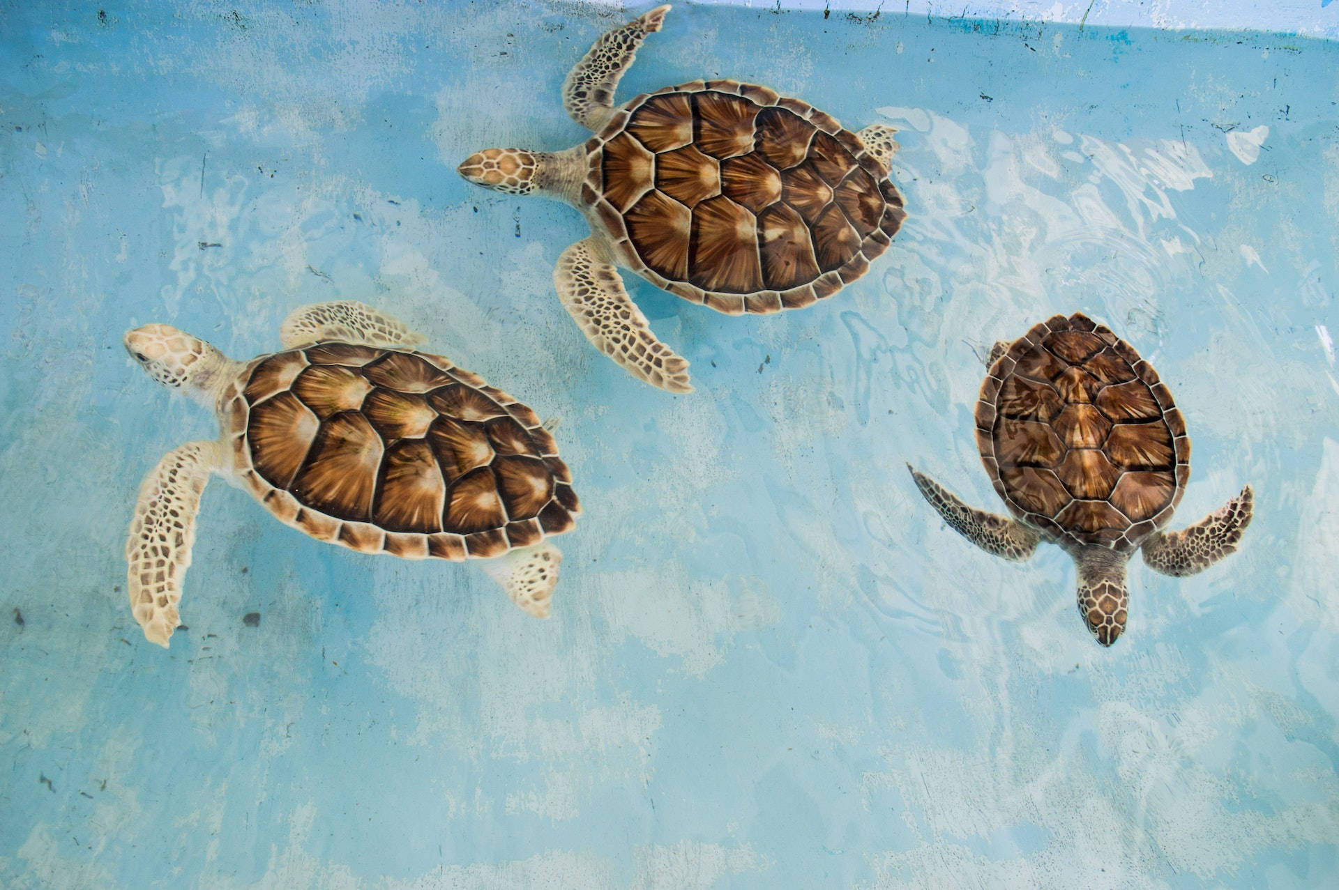 Turtle 桌布 壁紙 — 三隻海龜在清澈的藍色海水中優雅地游動，擁有精細的棕色龜殼和帶有圖案的鰭狀肢。