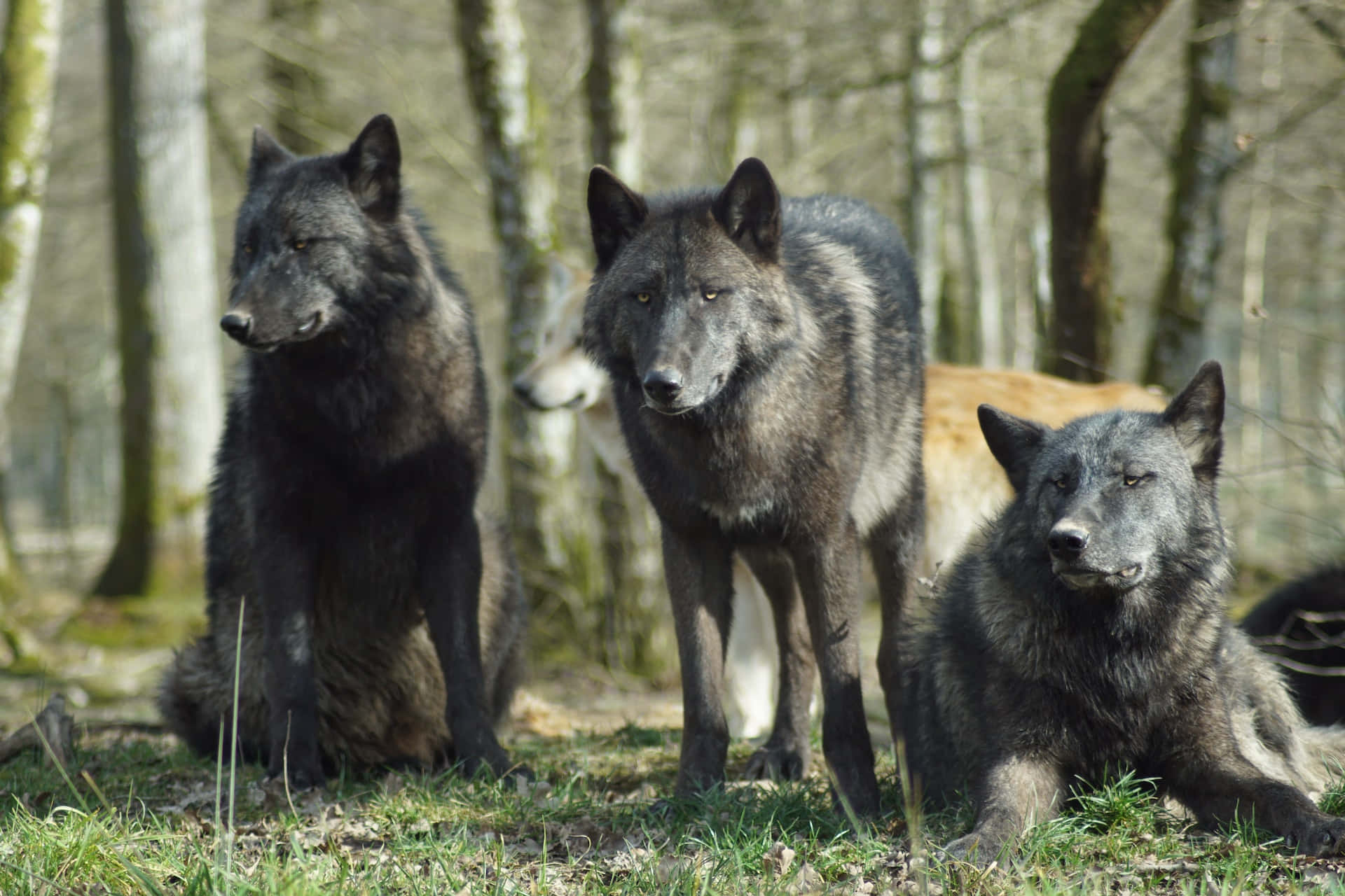Wolf In Summer 桌布 壁紙 — 三隻深色毛皮的狼在陽光明媚的林間空地中警覺地坐著和站著，周圍有光禿禿的樹木和綠草。