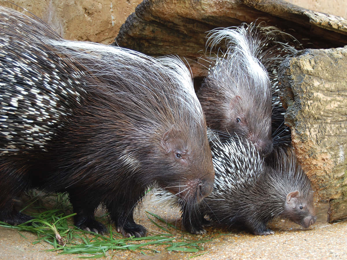 Porcupine 桌布 壁紙 — 三隻深色毛髮、白色尖刺的豪豬在岩石和綠草附近覓食。