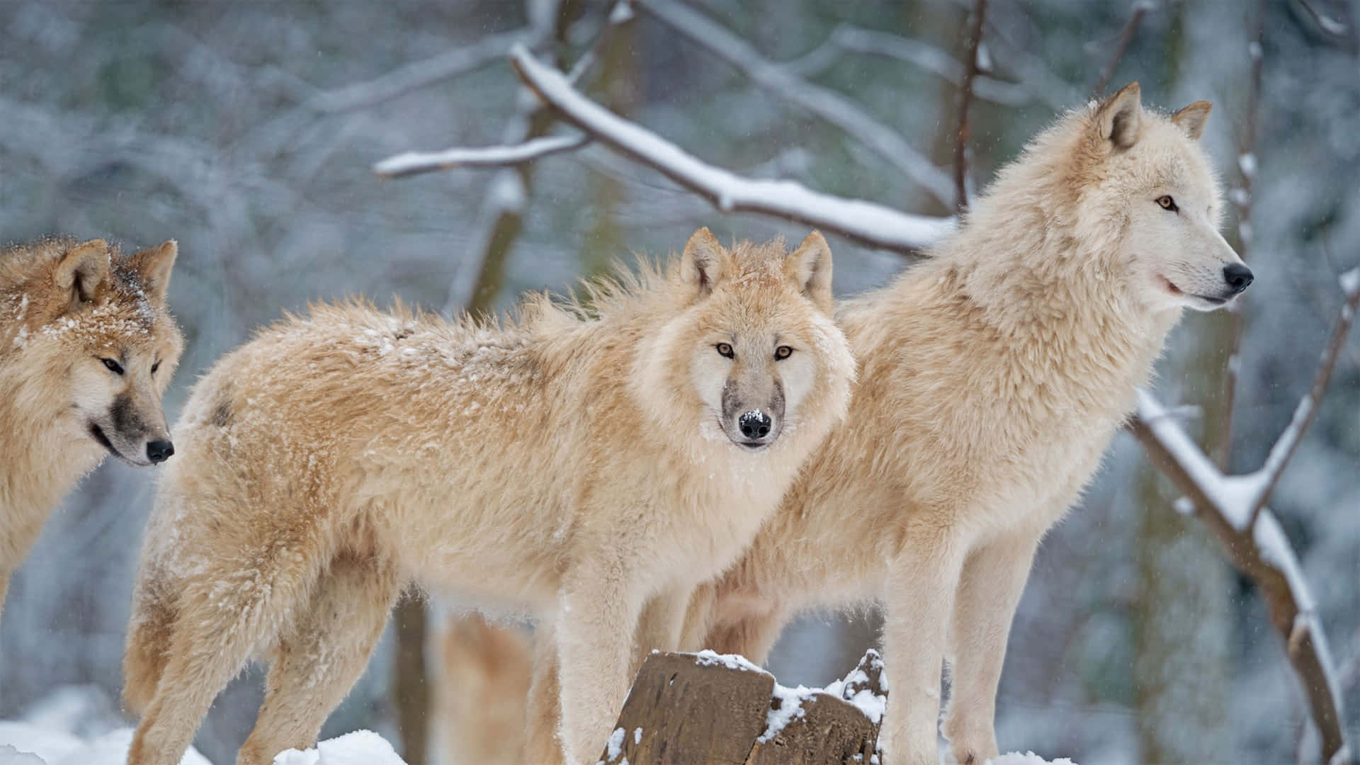 Wolf In Winter 桌布 壁紙 — 三隻淺毛狼在雪林中保持警覺，身後有雪塵覆蓋的樹枝。