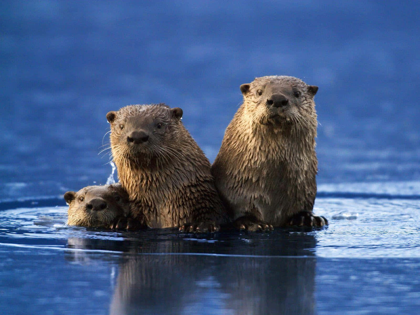 Otter 桌布 壁紙 — 三隻濕透的水獺在平靜的藍色水中坐直，直視相機，周圍有漣漪。