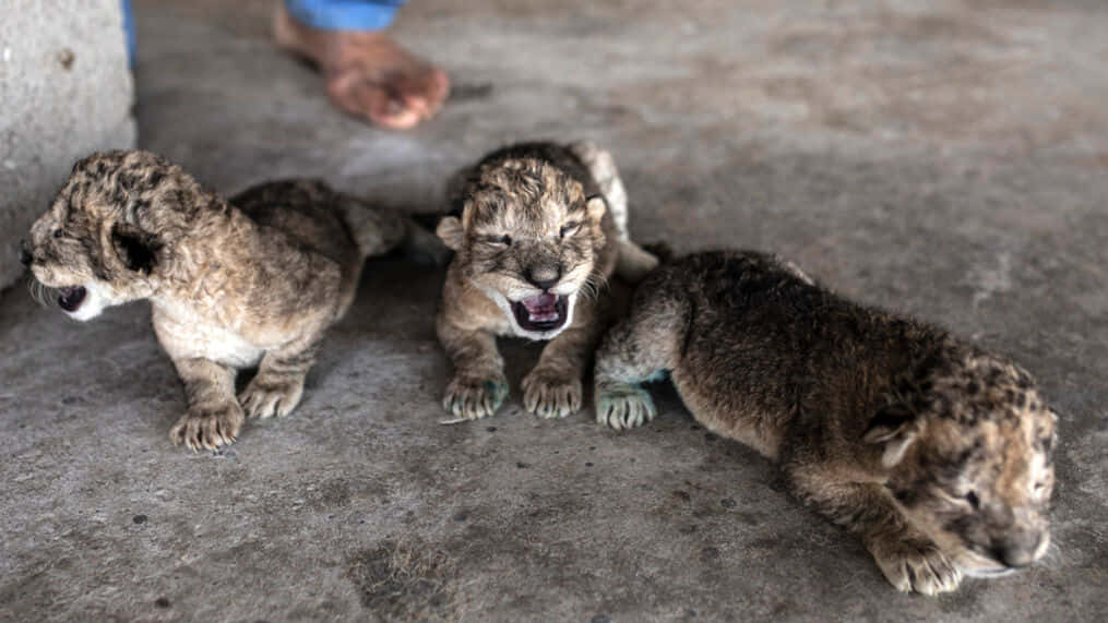 Baby Lion 桌布 壁紙 — 三隻濕透的獅子幼崽在混凝土板上休息，一隻張大嘴打呵欠，另一隻則安詳地睡覺。