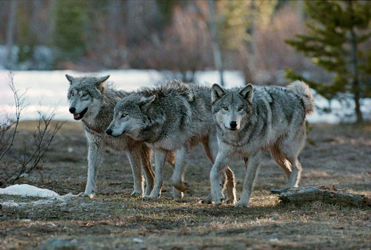 Hunting Wolves 桌布 壁紙 — 三隻灰狼在一片白雪覆蓋、樹木光禿的森林空地中警覺地站立，伴隨著柔和的金色光線。
