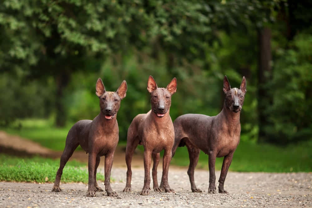 Funny Dog 桌布 壁紙 — 三隻無毛的墨西哥Xoloitzcuintli狗警覺地站在一條被茂密綠樹環繞的碎石路上。