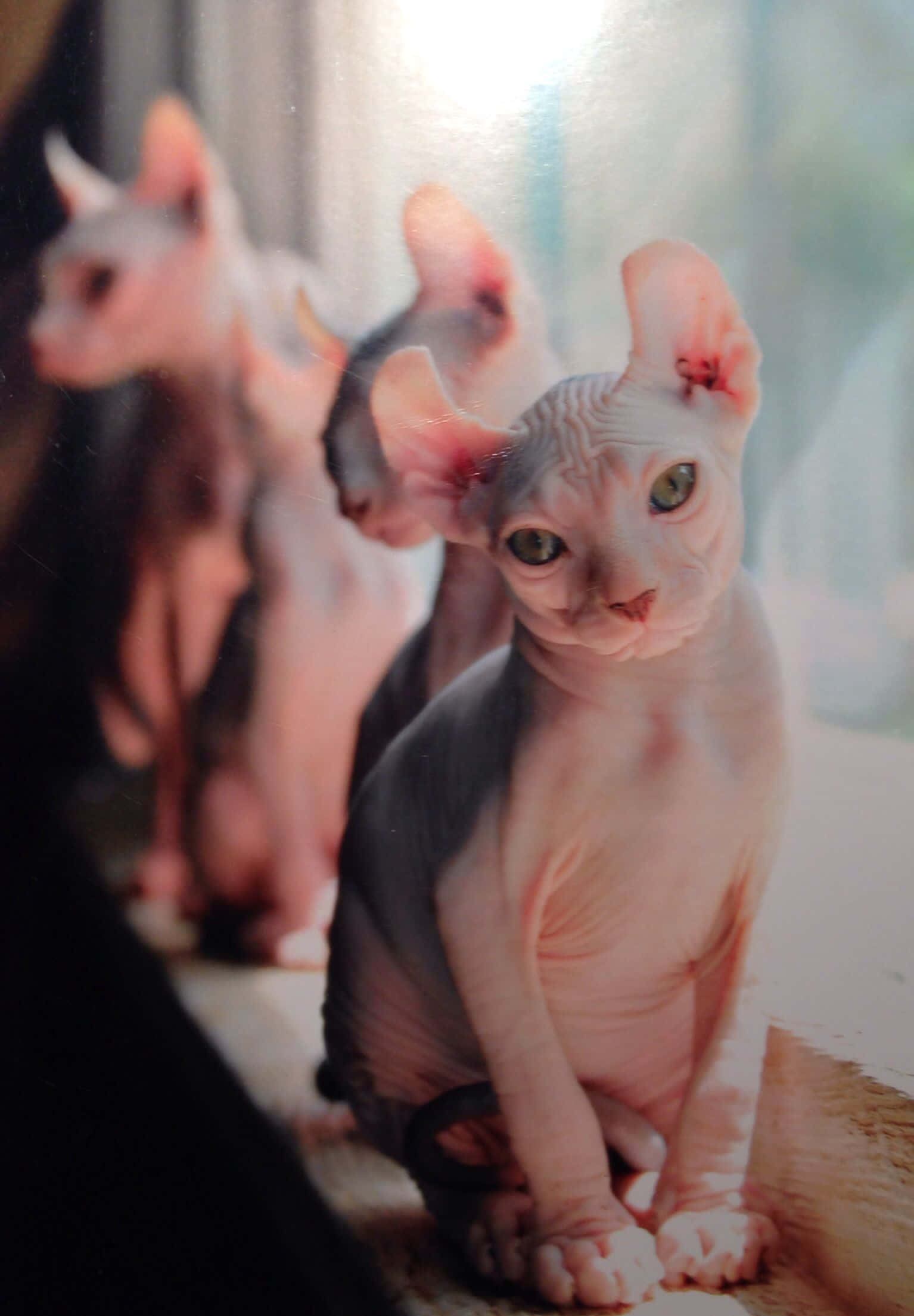 Elf Cat 桌布 壁紙 — 三隻無毛的斯芬克斯貓排成一排，前面的那隻在柔和自然光下直視鏡頭。