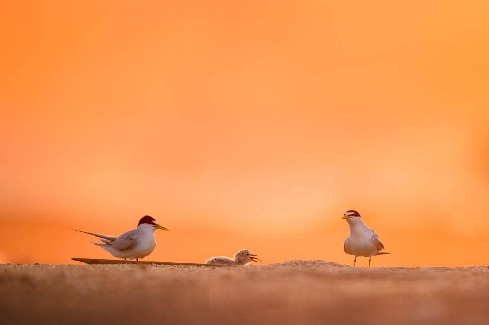 birds 桌布 壁紙 — 三隻燕鷗站在沙灘上，背景是耀眼的橙色日落天空。