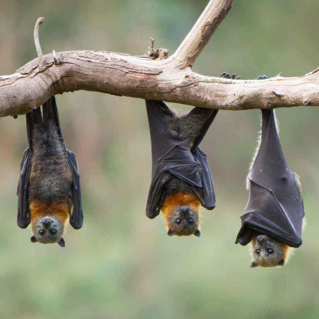 Bats 桌布 壁紙 — 三隻狐蝠倒掛在風化的樹枝上，背景是柔和的綠色。