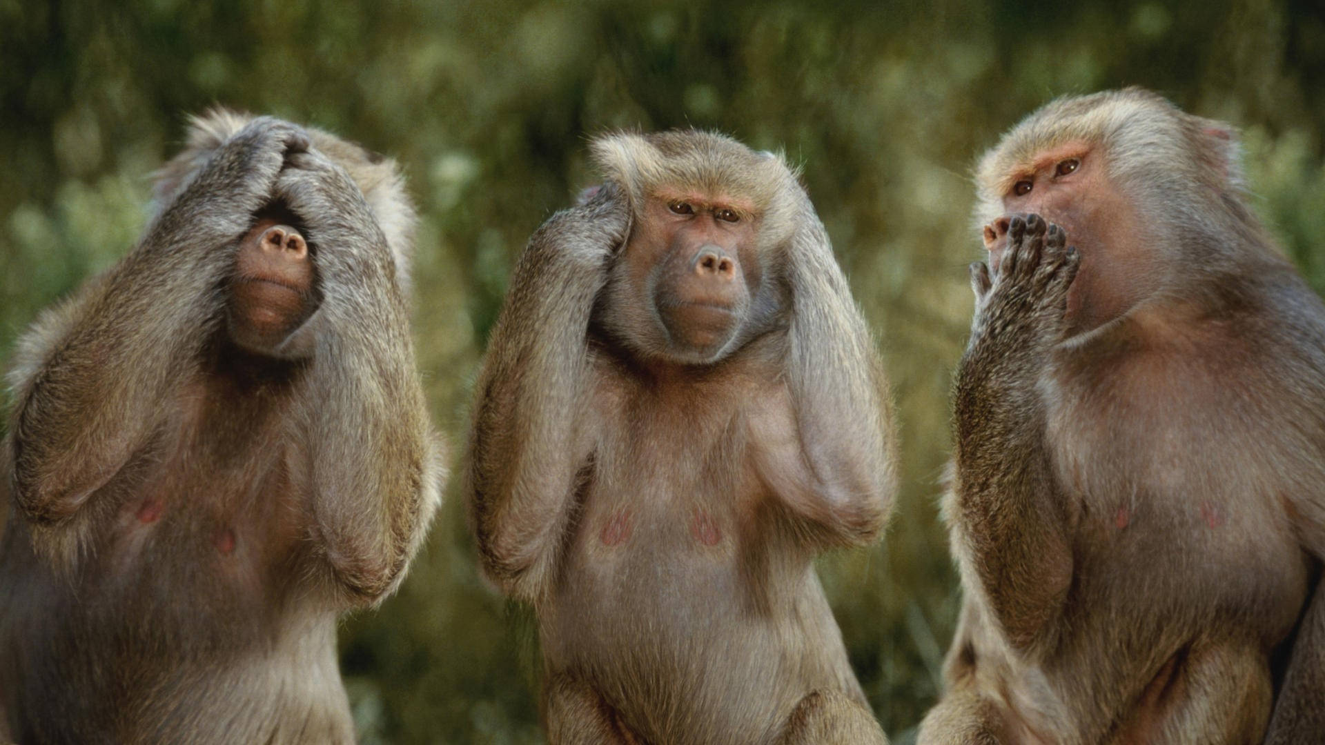 Funny Monkey 桌布 壁紙 — 三隻狒狒在森林中擺姿勢，用手遮住眼睛、耳朵和嘴巴，體現了「非禮勿視、非禮勿聽、非禮勿言」的諺語