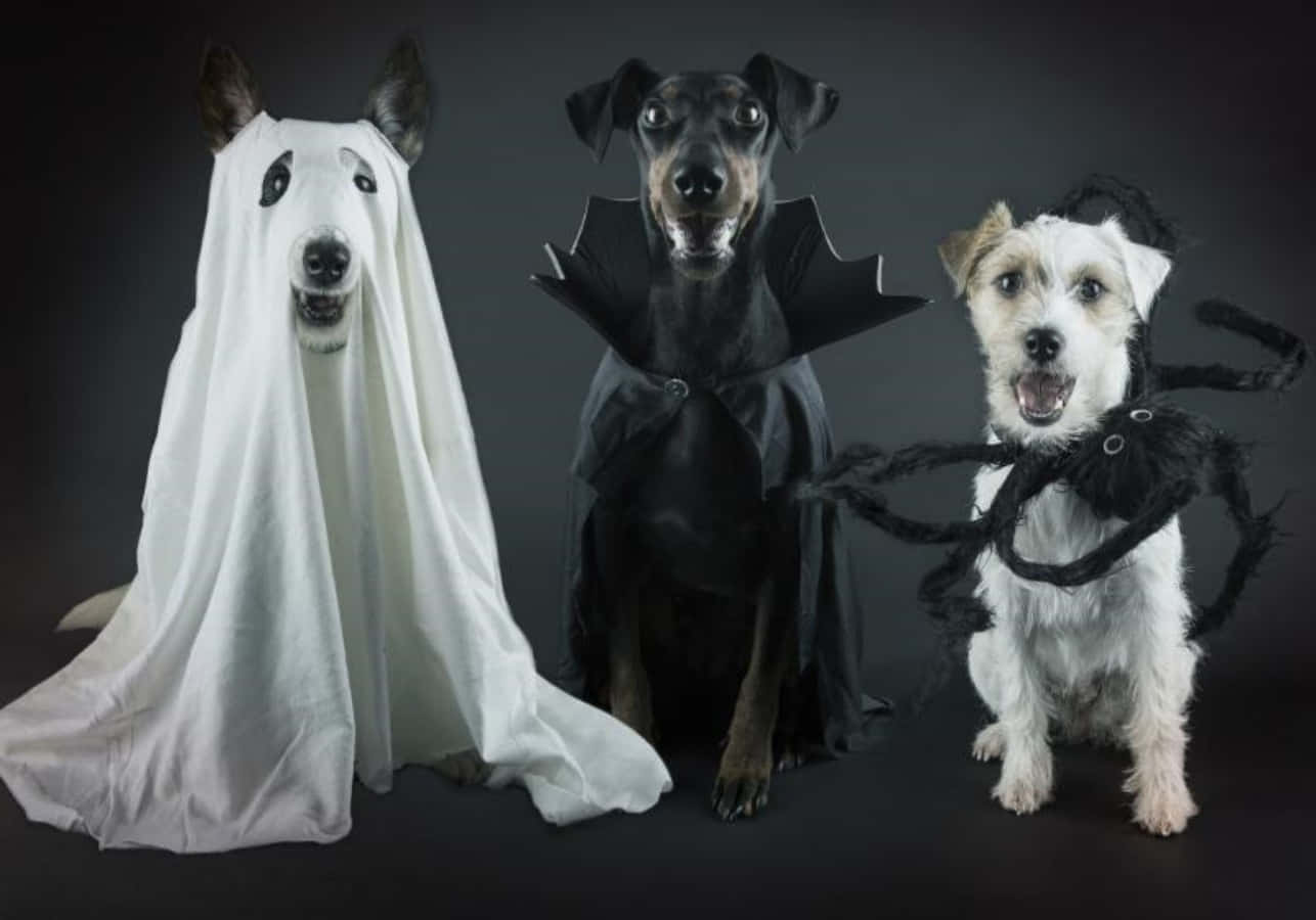 Funny Dog 桌布 壁紙 — 三隻狗打扮成幽靈蝙蝠和蜘蛛，在黑暗的攝影棚背景下為萬聖節擺姿勢。