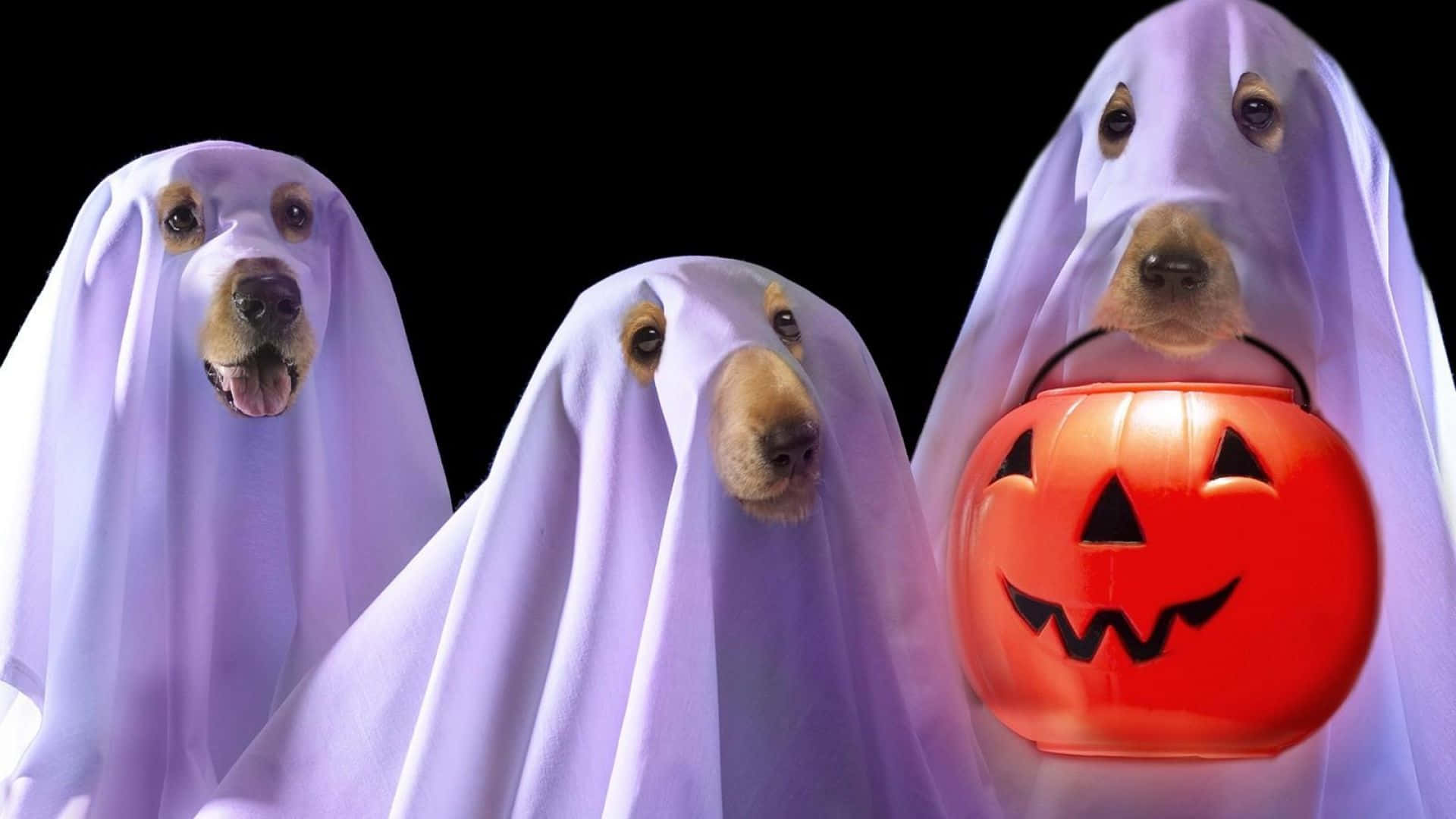 Halloween Pet Costumes 桌布 壁紙 — 三隻狗扮成鬼魂，披著紫色床單，在黑色背景前拿著一個發光的橙色南瓜燈桶。