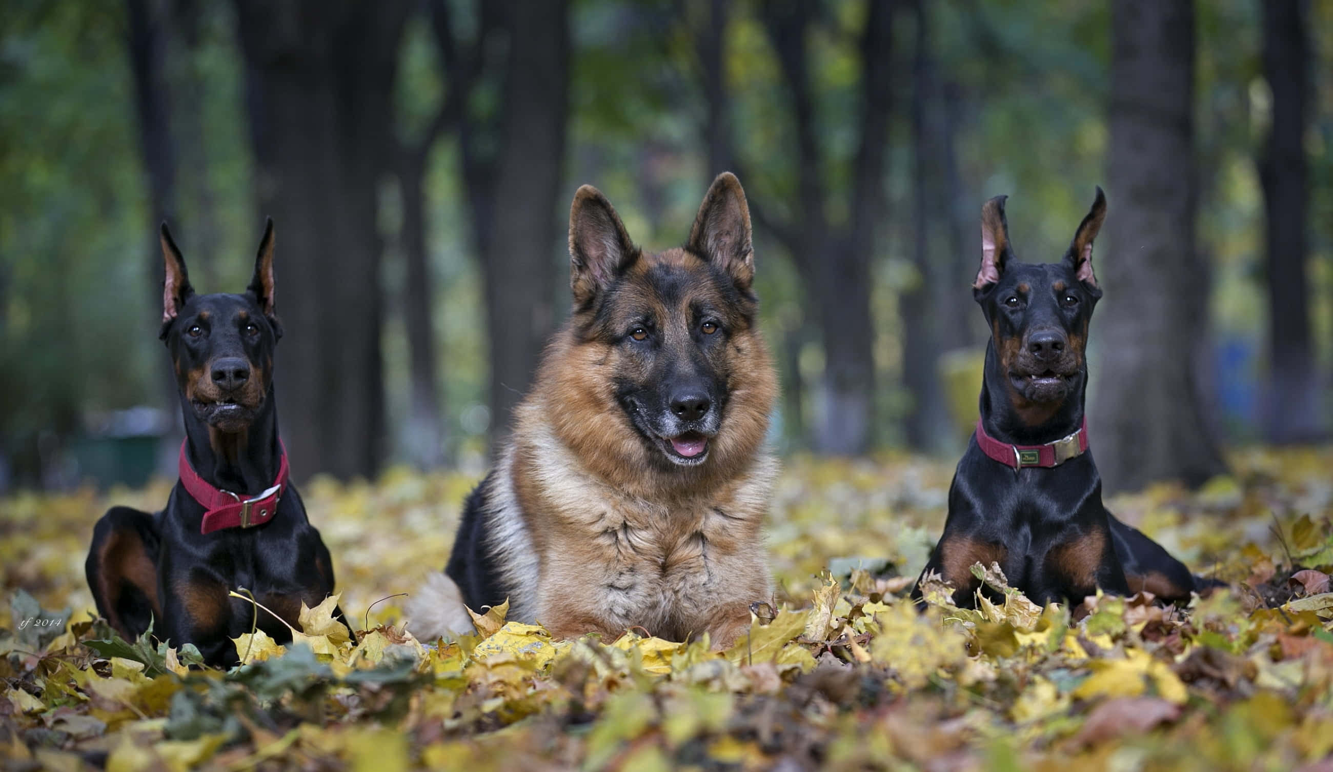 德國狼犬 桌布 壁紙 — 三隻狗警覺地坐在森林中金色的秋葉之間，身後是模糊的樹幹。