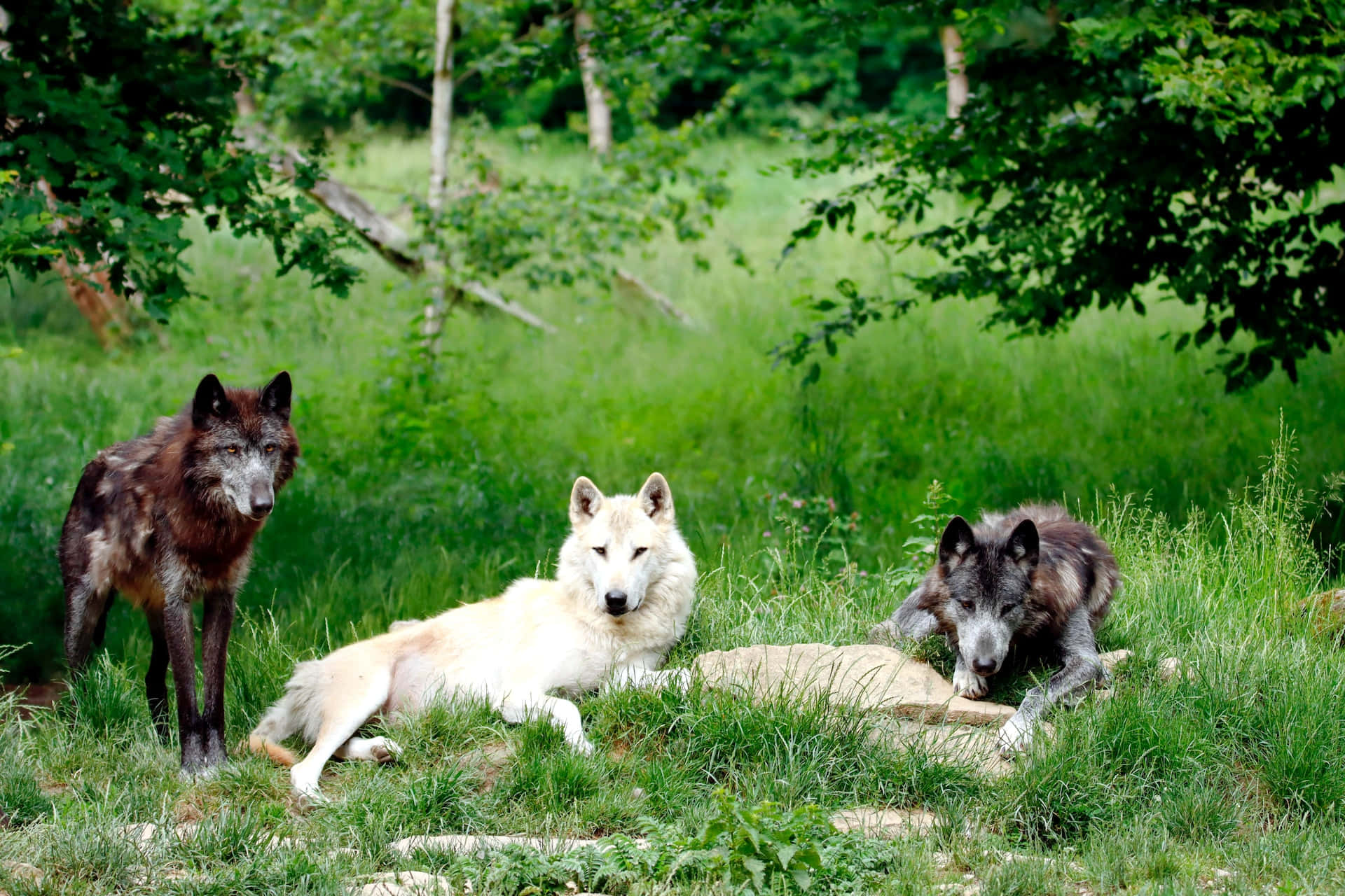 Wolf In Summer 桌布 壁紙 — 三隻狼，一隻白色，一隻深色，一隻灰色，在茂密綠草和枝葉繁茂的樹下休息。
